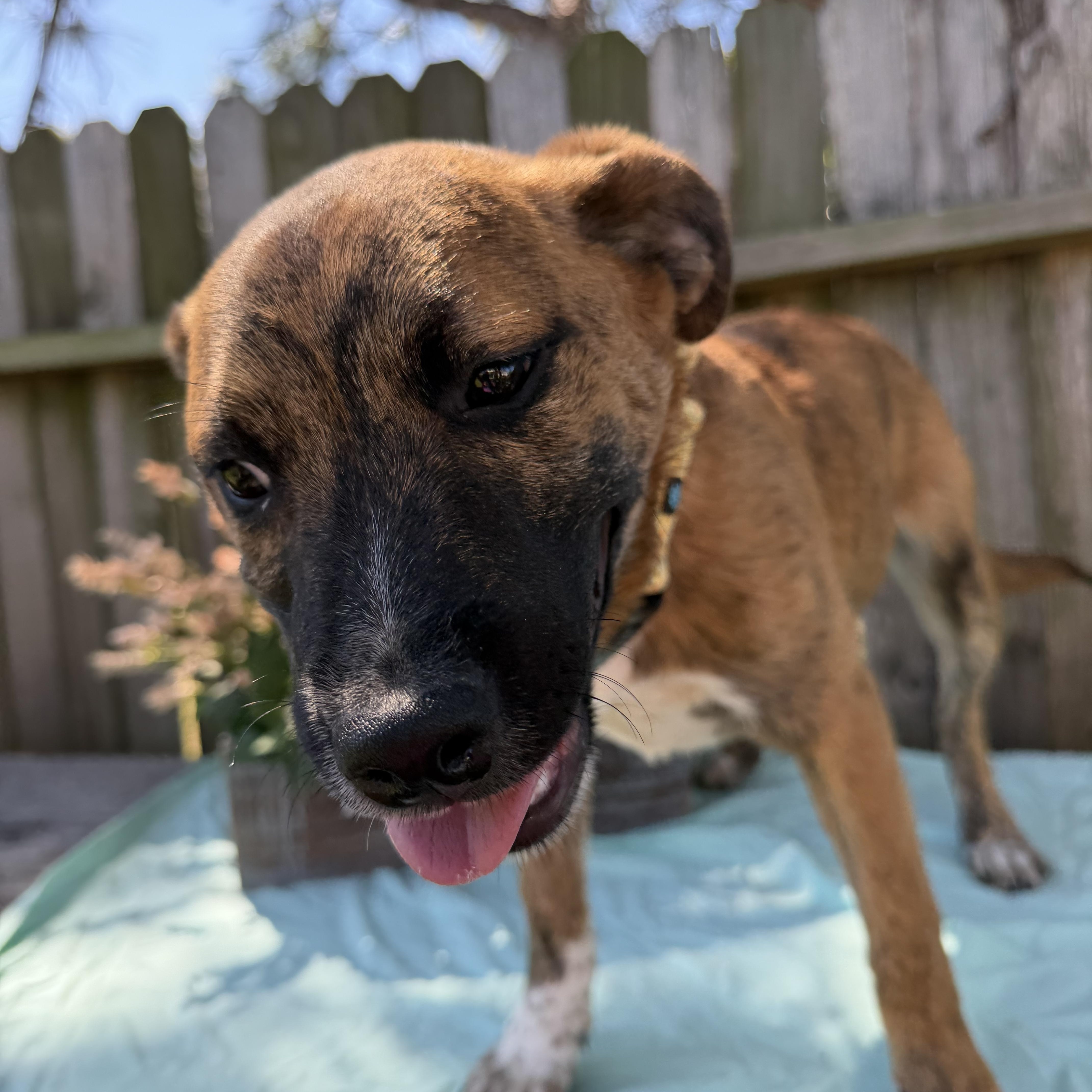 Enlarge Saffron, a ADOPTABLE mixed breed in Baytown, TX image 3/6
