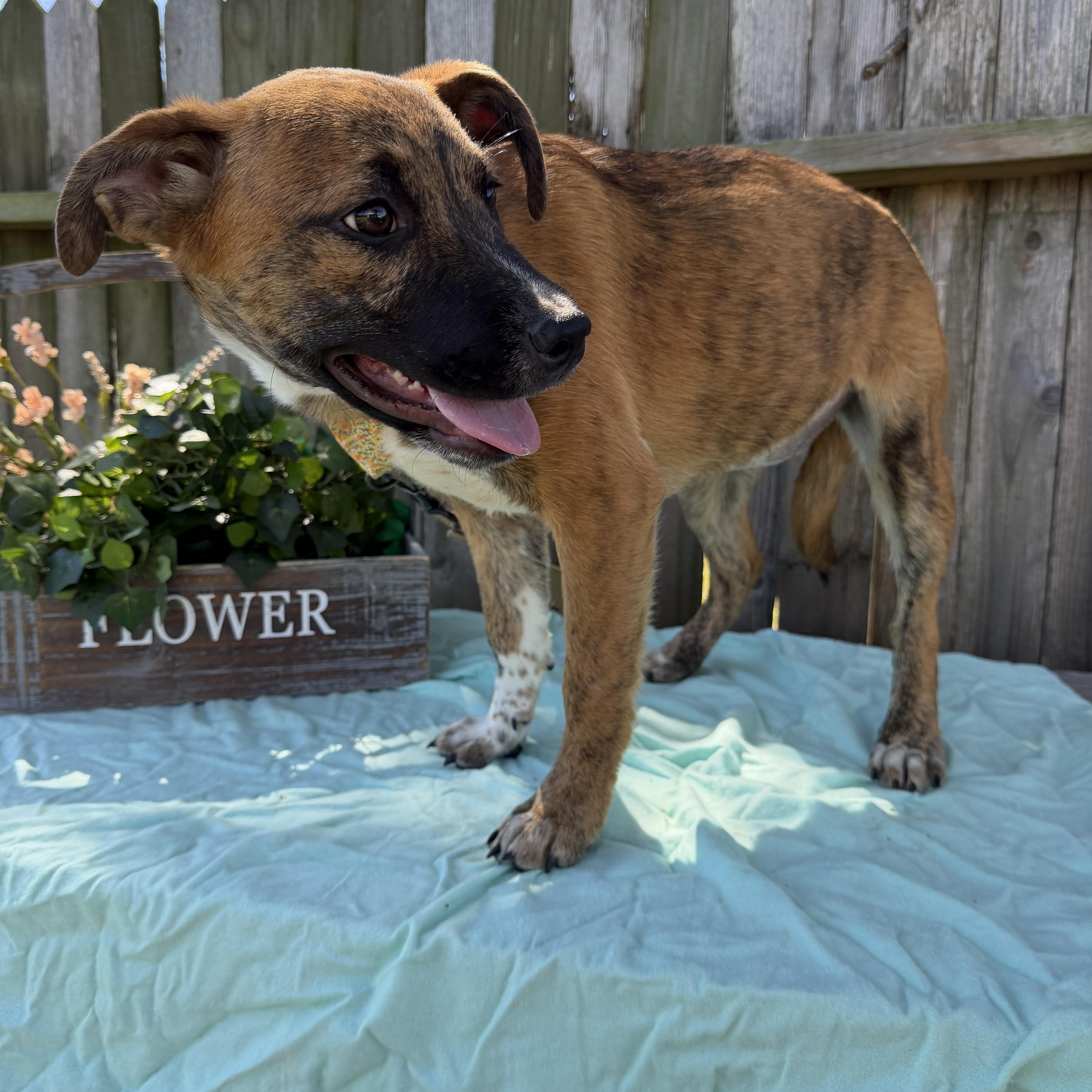 Enlarge Saffron, a ADOPTABLE mixed breed in Baytown, TX image 4/6