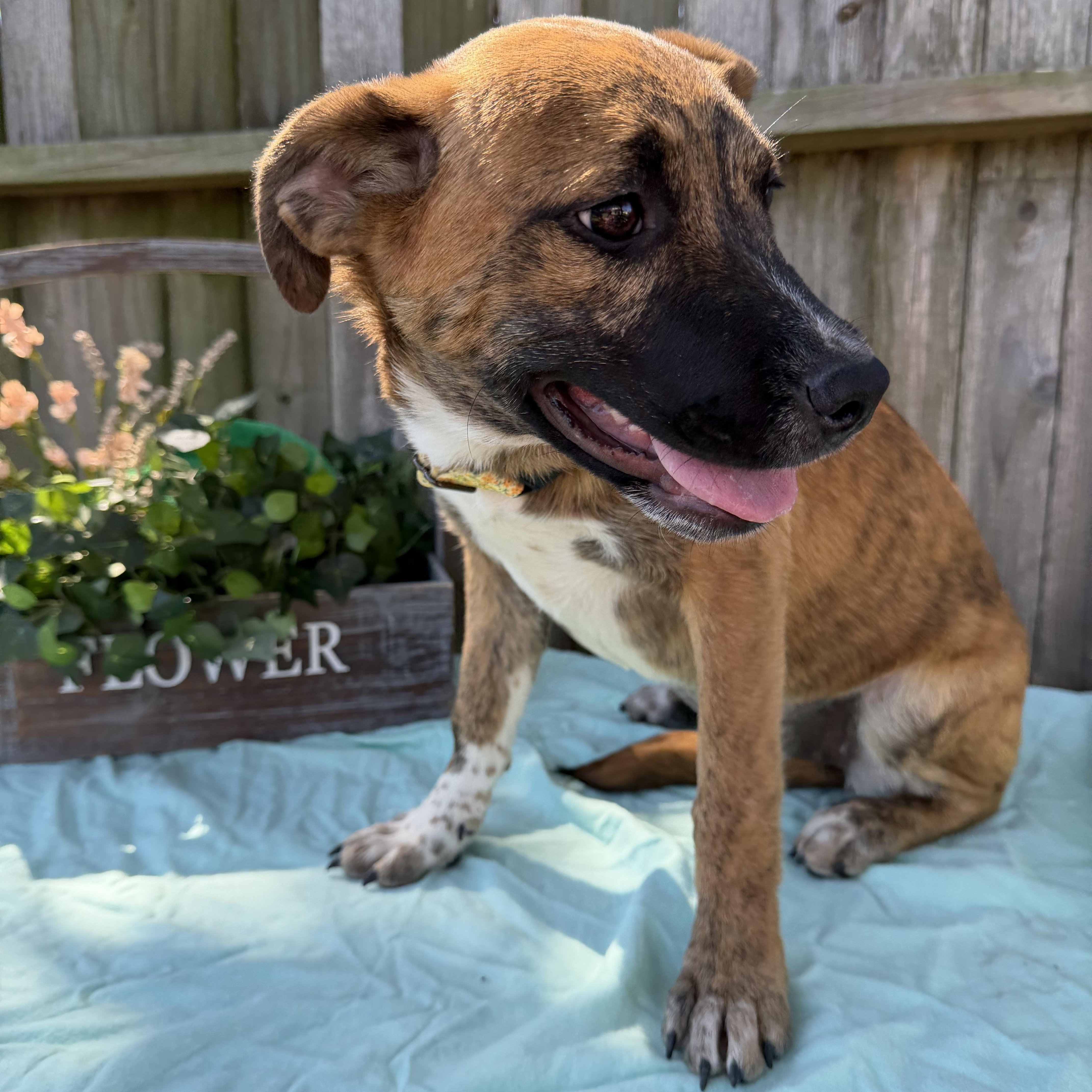 Enlarge Saffron, a ADOPTABLE mixed breed in Baytown, TX image 5/6