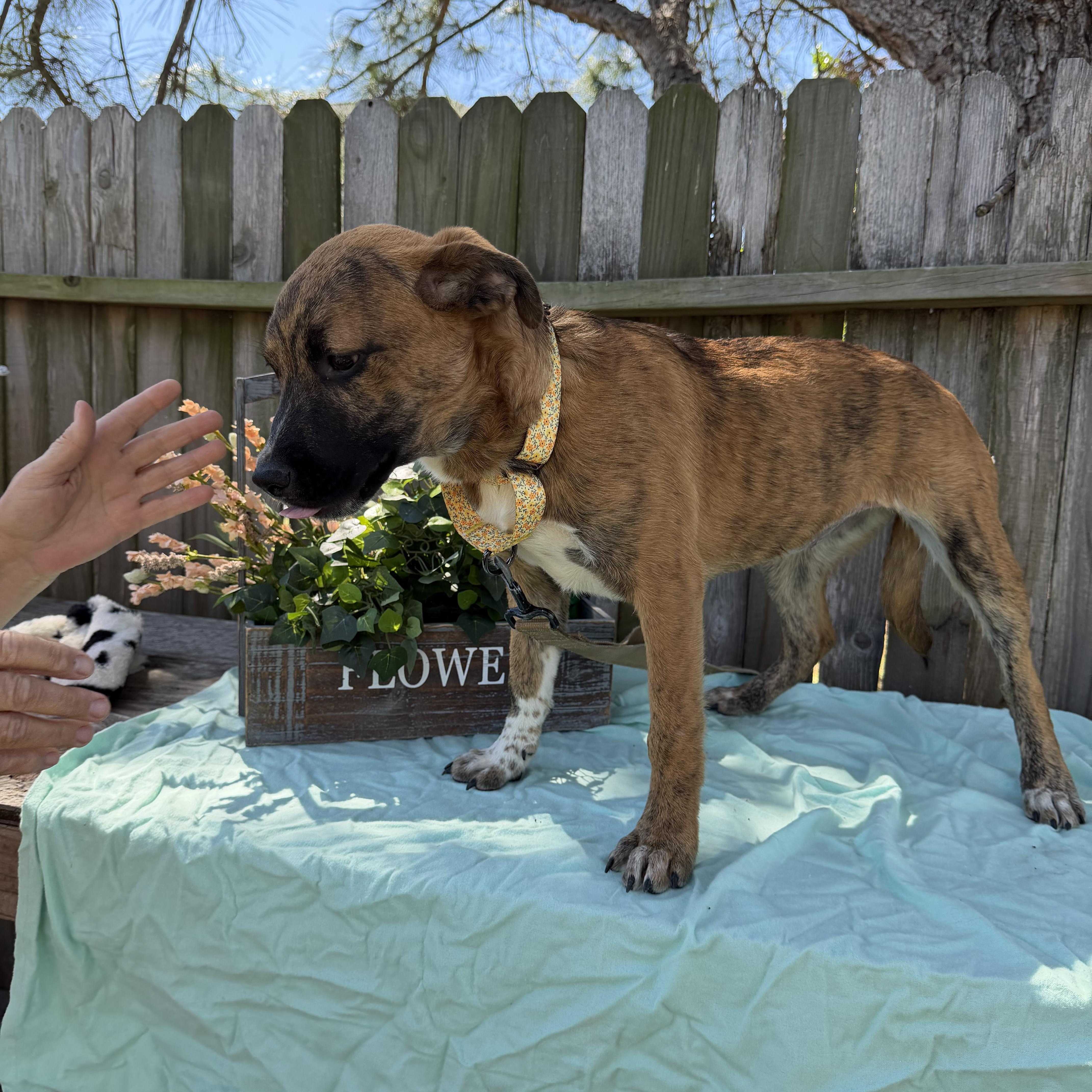 Enlarge Saffron, a ADOPTABLE mixed breed in Baytown, TX image 6/6