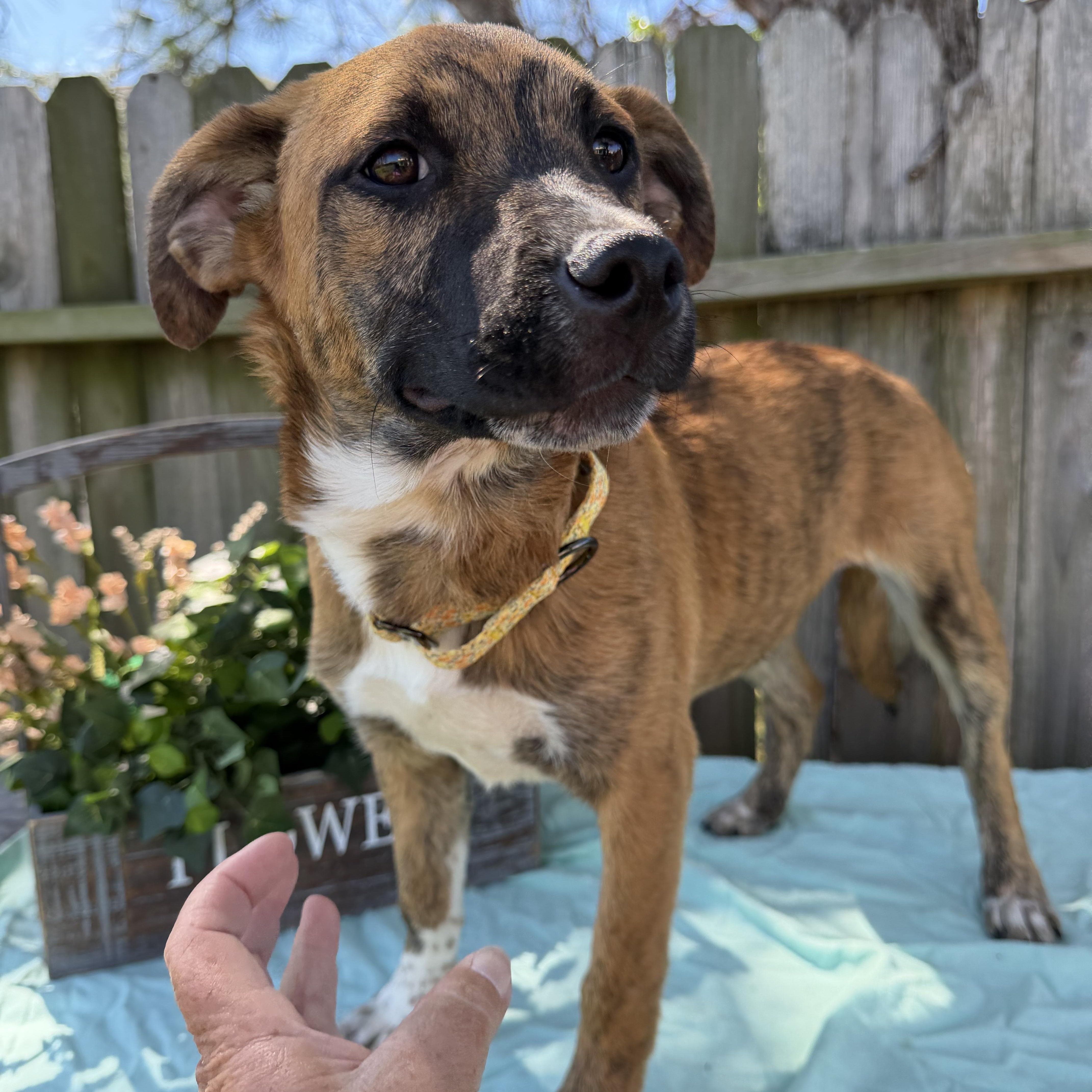 Enlarge Saffron, a ADOPTABLE mixed breed in Baytown, TX image 2/6