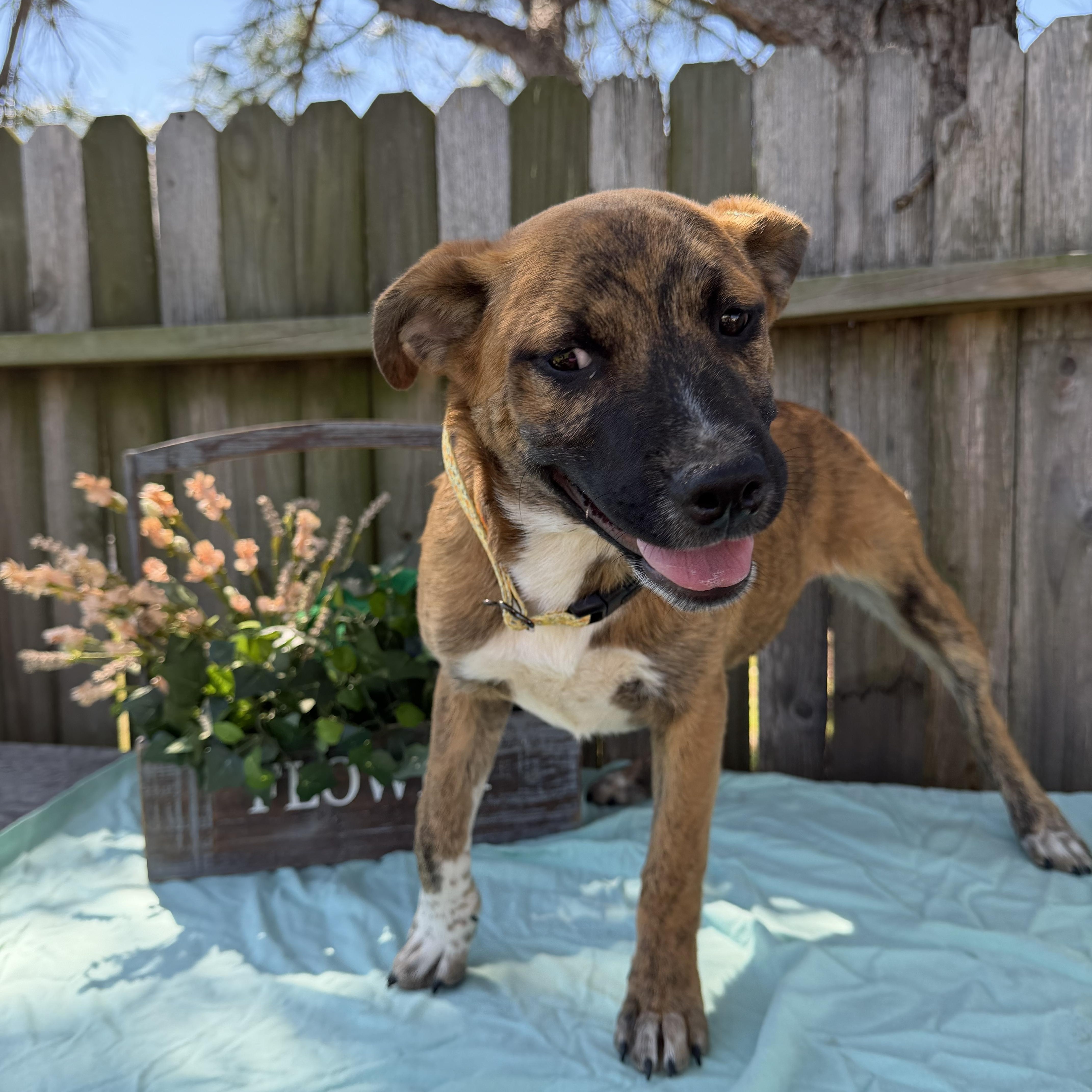 Saffron, ADOPTABLE, Puppy Female Shepherd & Cattle Dog.