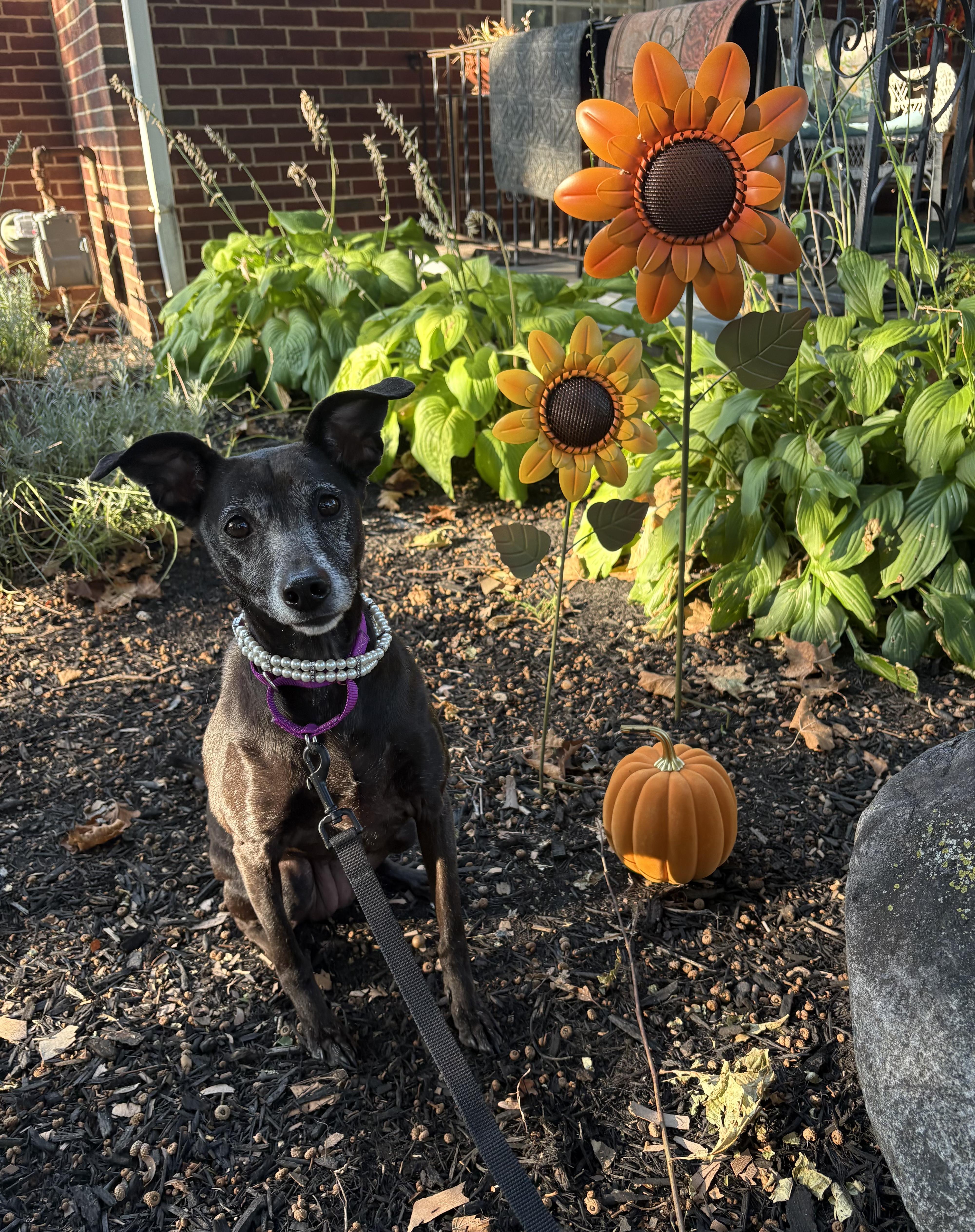Sassy, Adoptable, Adult Female Manchester Terrier.