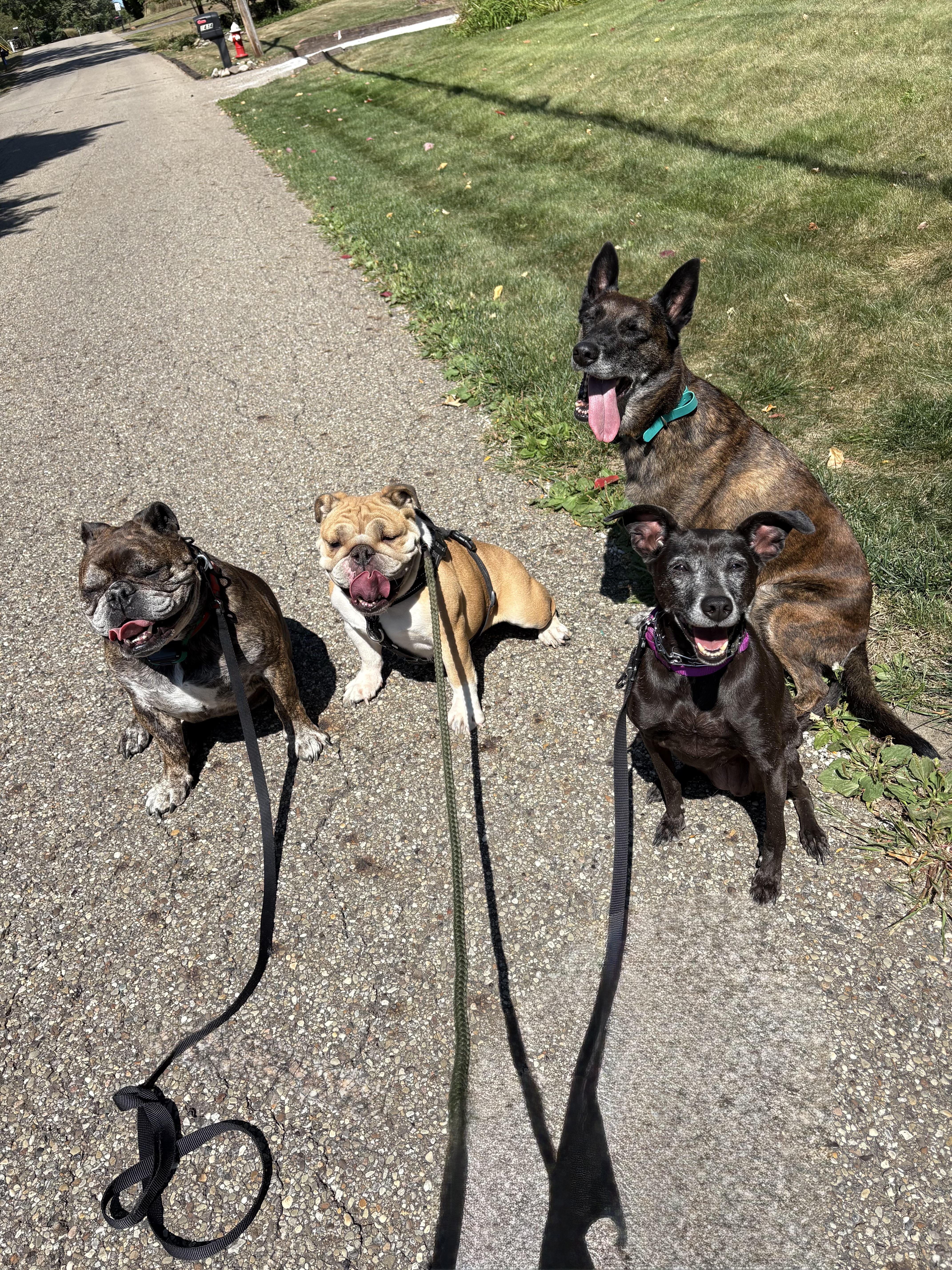 Sassy, a Adoptable mixed breed in Massillon, OH image 2/3