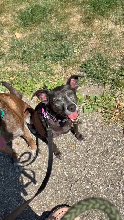 Enlarge Sassy, a Adoptable mixed breed in Massillon, OH video 3/3