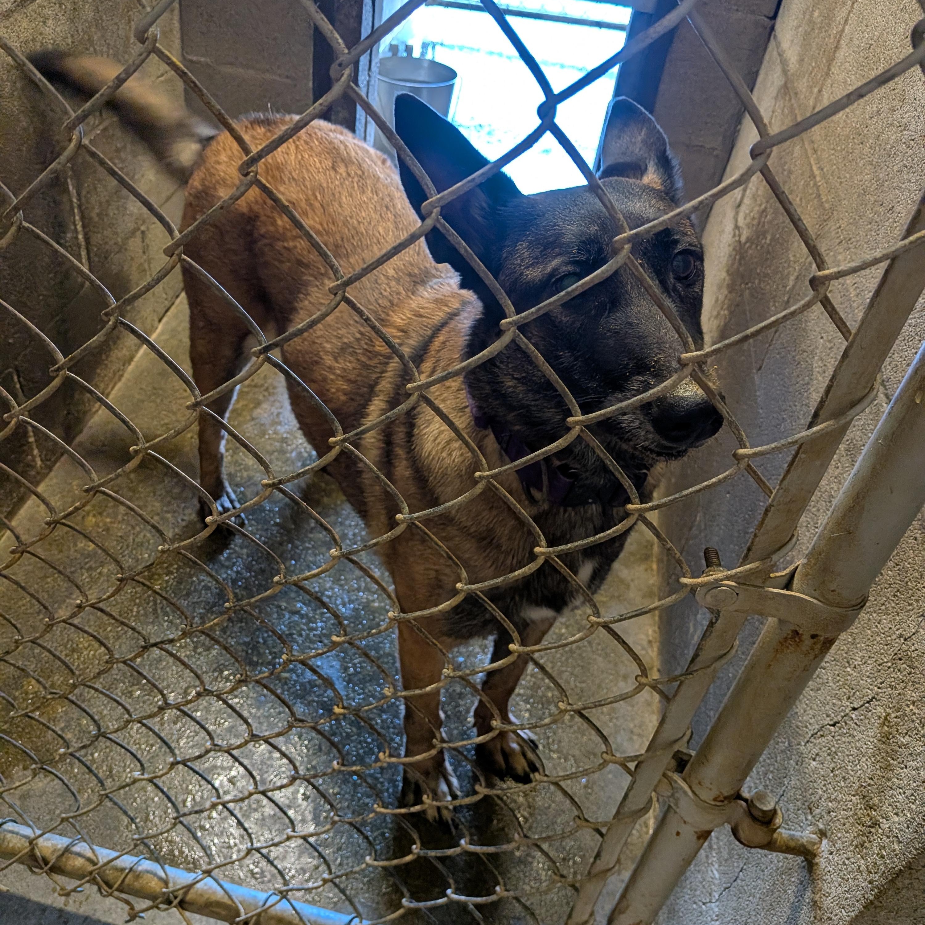 Petra, a ADOPTABLE Belgian Shepherd / Malinois in Hermiston, OR image 1/2
