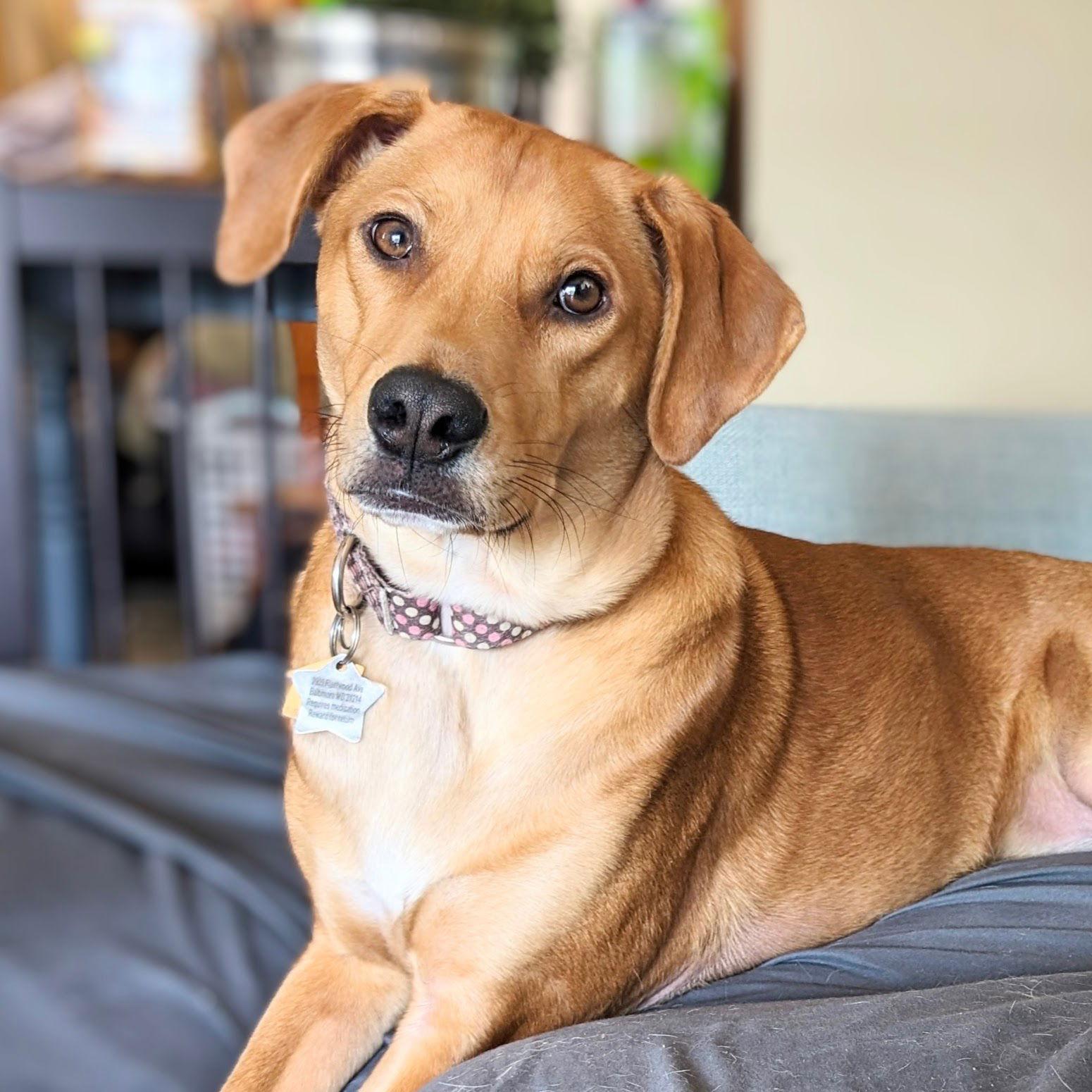 Moose McDougal, a Adoptable mixed breed in Lutherville, MD image 1/3