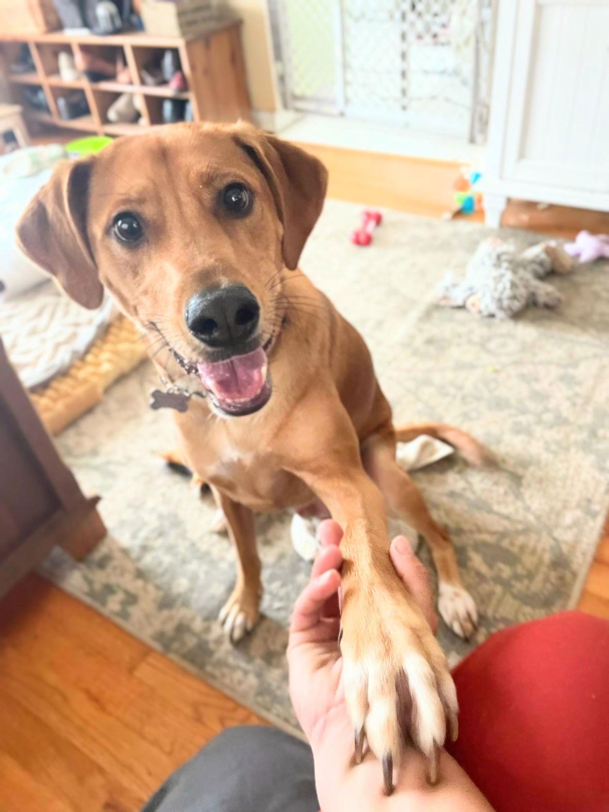 Moose McDougal, a Adoptable mixed breed in Lutherville, MD image 2/3
