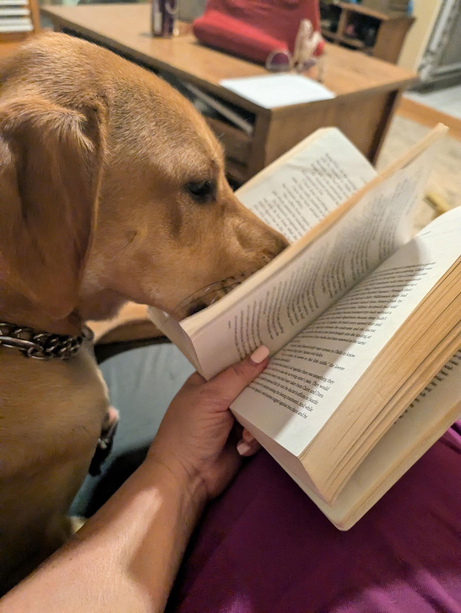 Moose McDougal, a Adoptable mixed breed in Lutherville, MD image 3/3