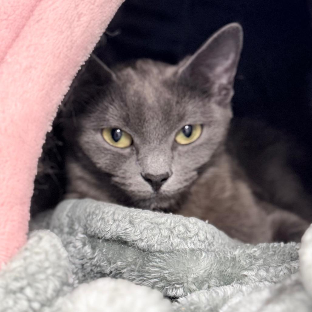 Enlarge Smokey, a Adoptable Domestic Short Hair in Medford, OR image 1/1