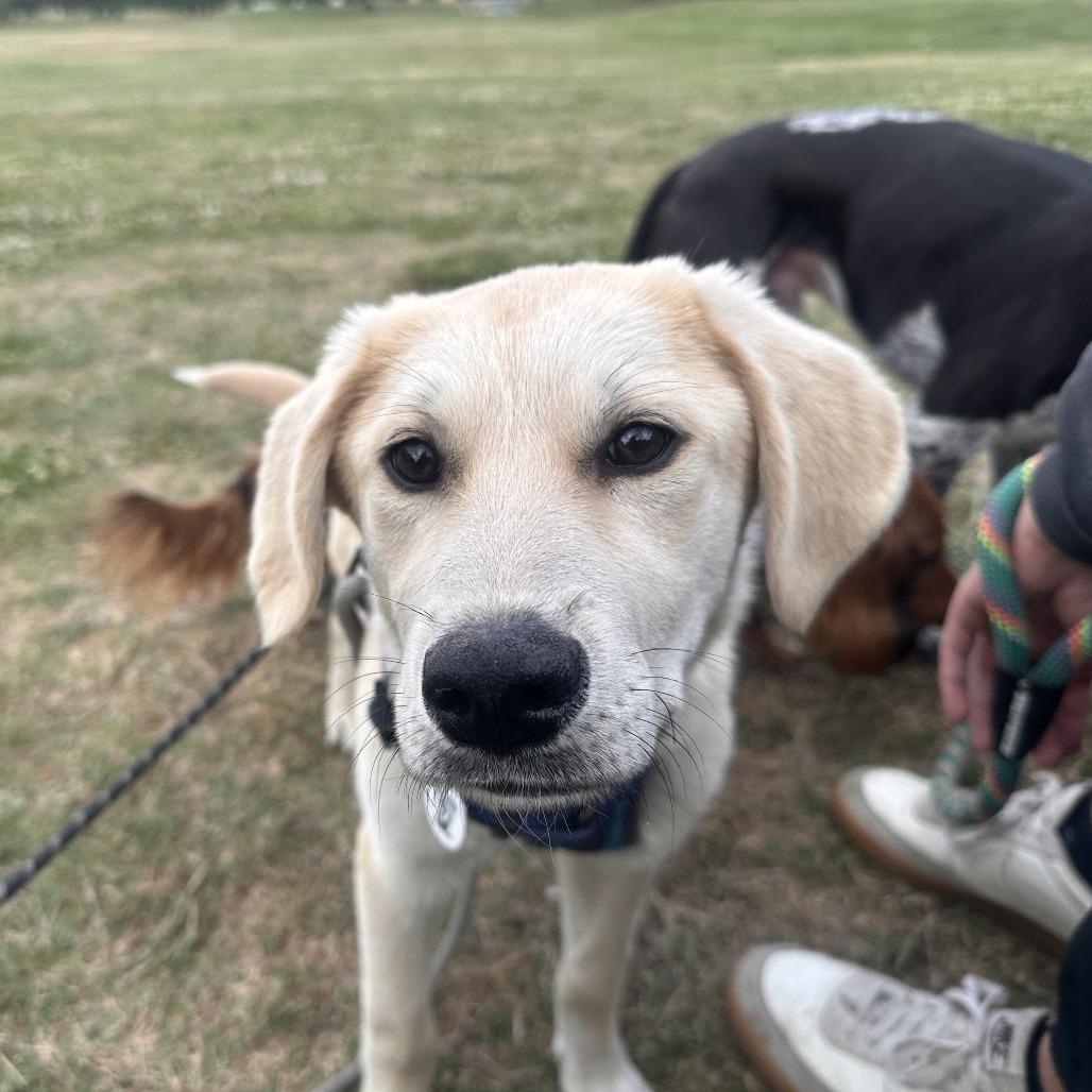 Enlarge Gunnar, a Adoptable mixed breed in Raleigh, NC image 1/6