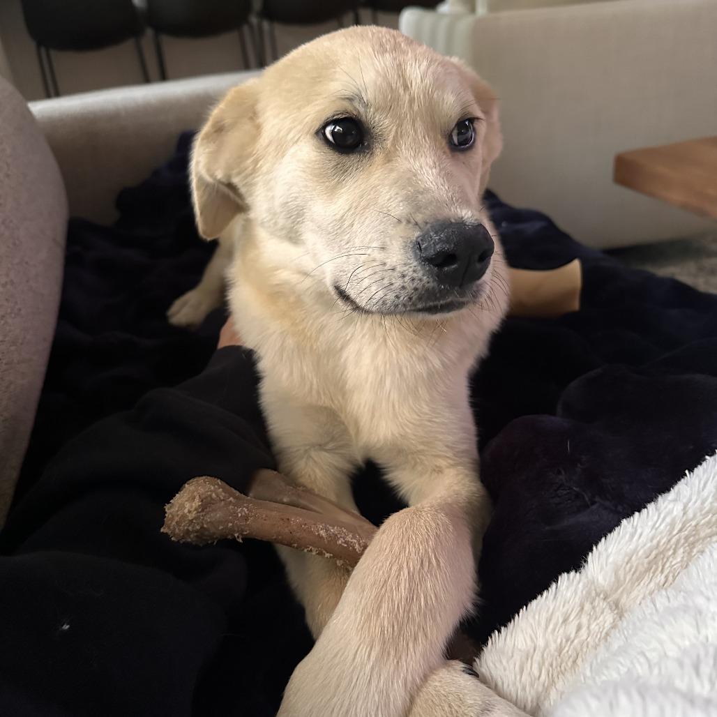 Enlarge Gunnar, a Adoptable mixed breed in Raleigh, NC image 2/6