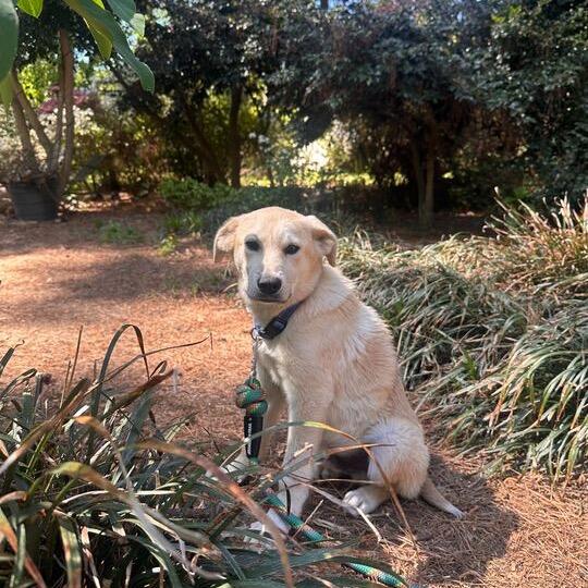 Enlarge Gunnar, a Adoptable mixed breed in Raleigh, NC image 6/6