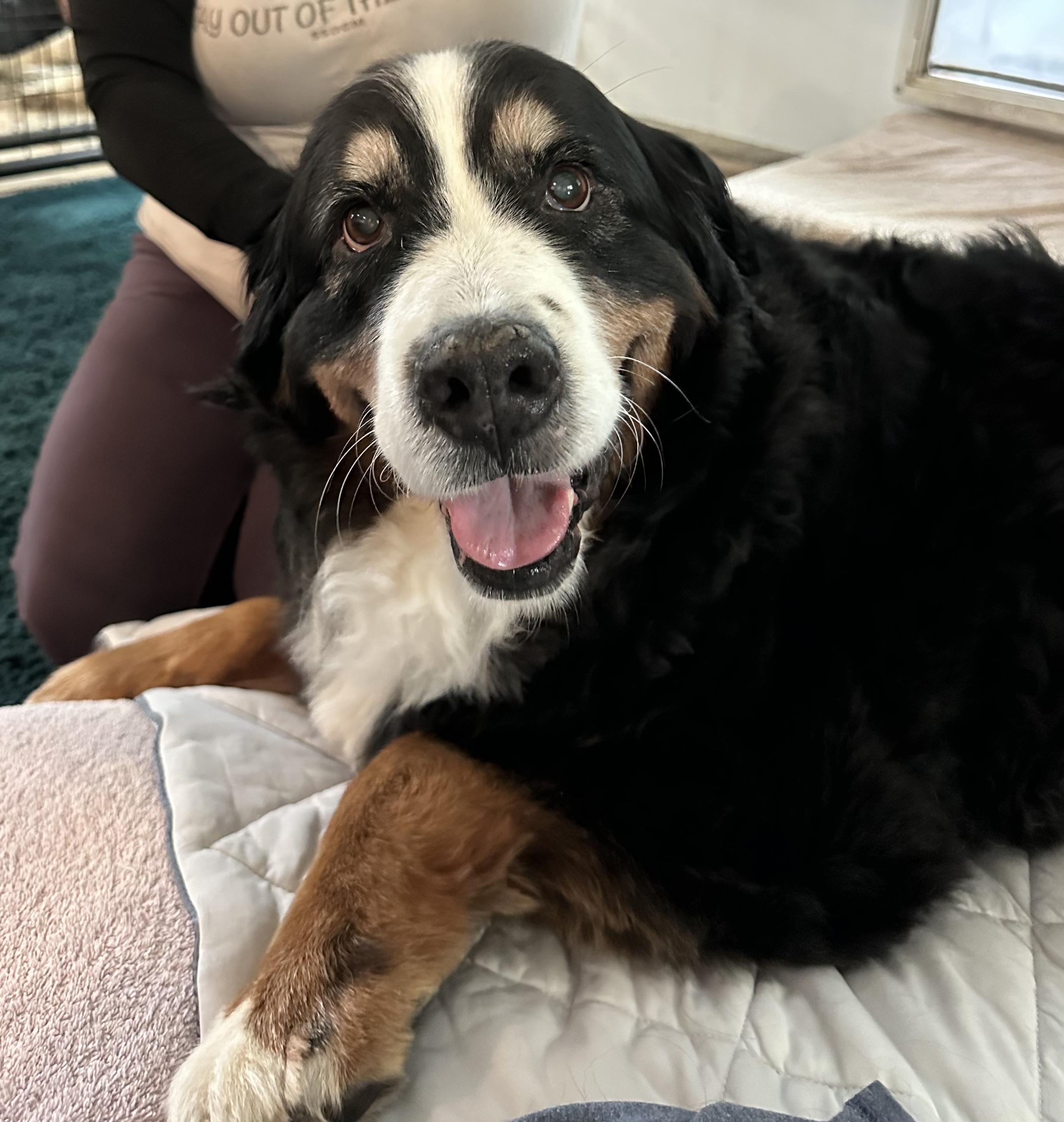 Enlarge Ruby, a ADOPTABLE Bernese Mountain Dog in Petaluma, CA image 1/4