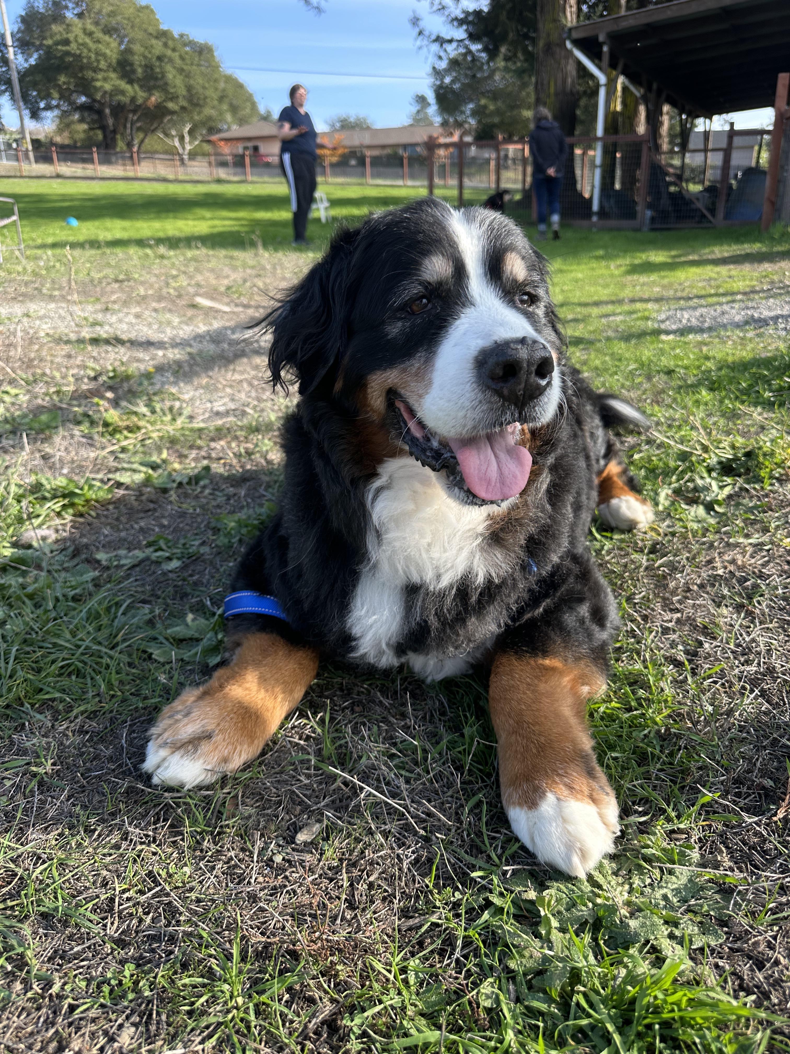 Enlarge Ruby, a ADOPTABLE Bernese Mountain Dog in Petaluma, CA image 3/4