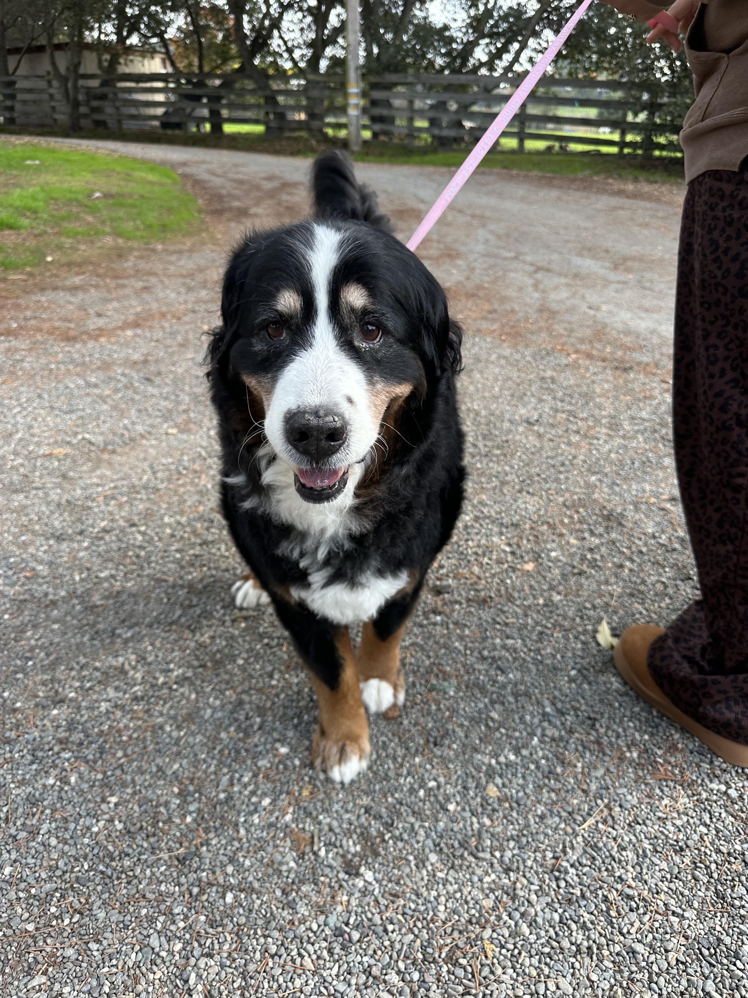 Enlarge Ruby, a ADOPTABLE Bernese Mountain Dog in Petaluma, CA image 4/4