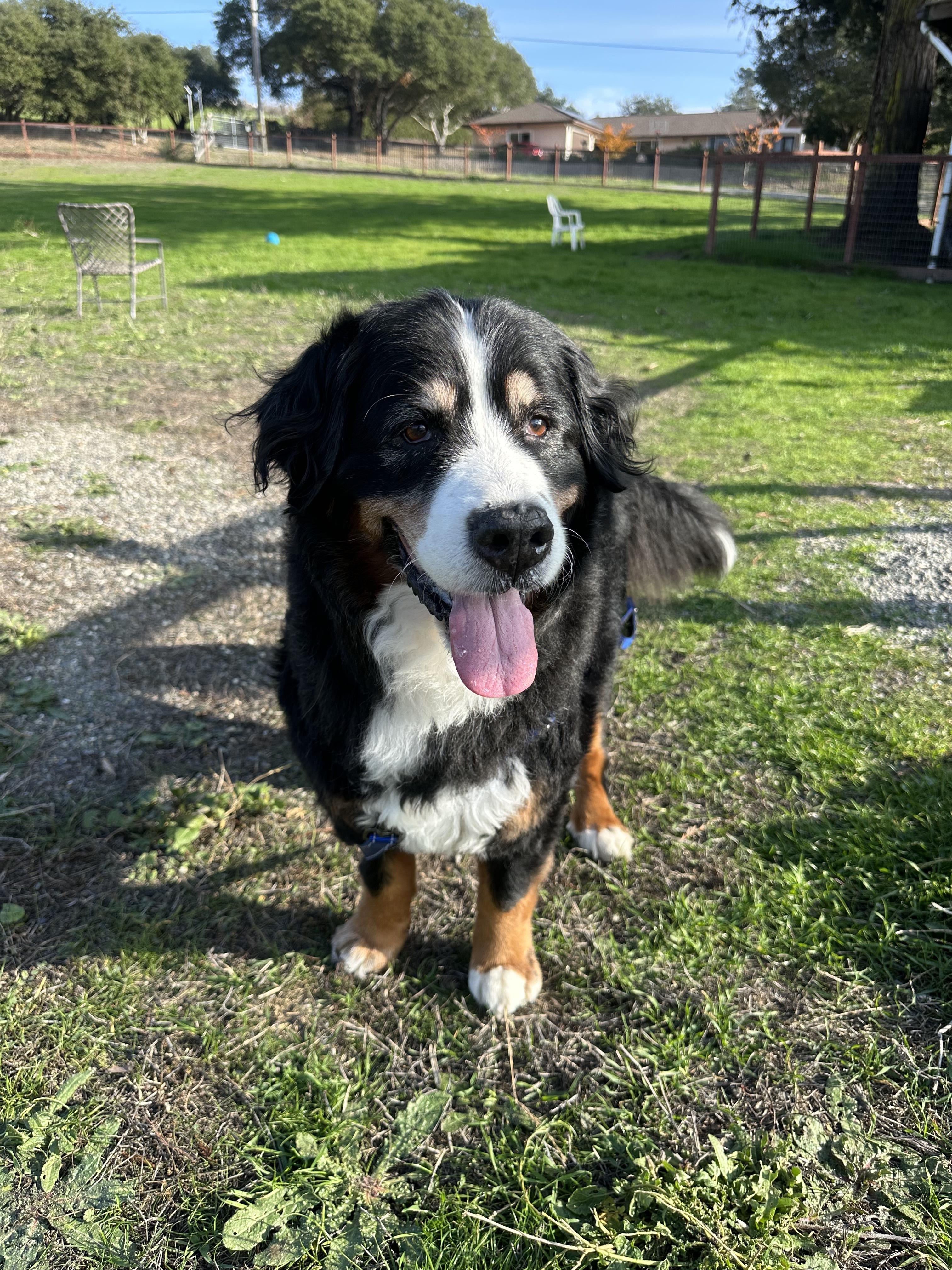 Enlarge Ruby, a ADOPTABLE Bernese Mountain Dog in Petaluma, CA image 2/4