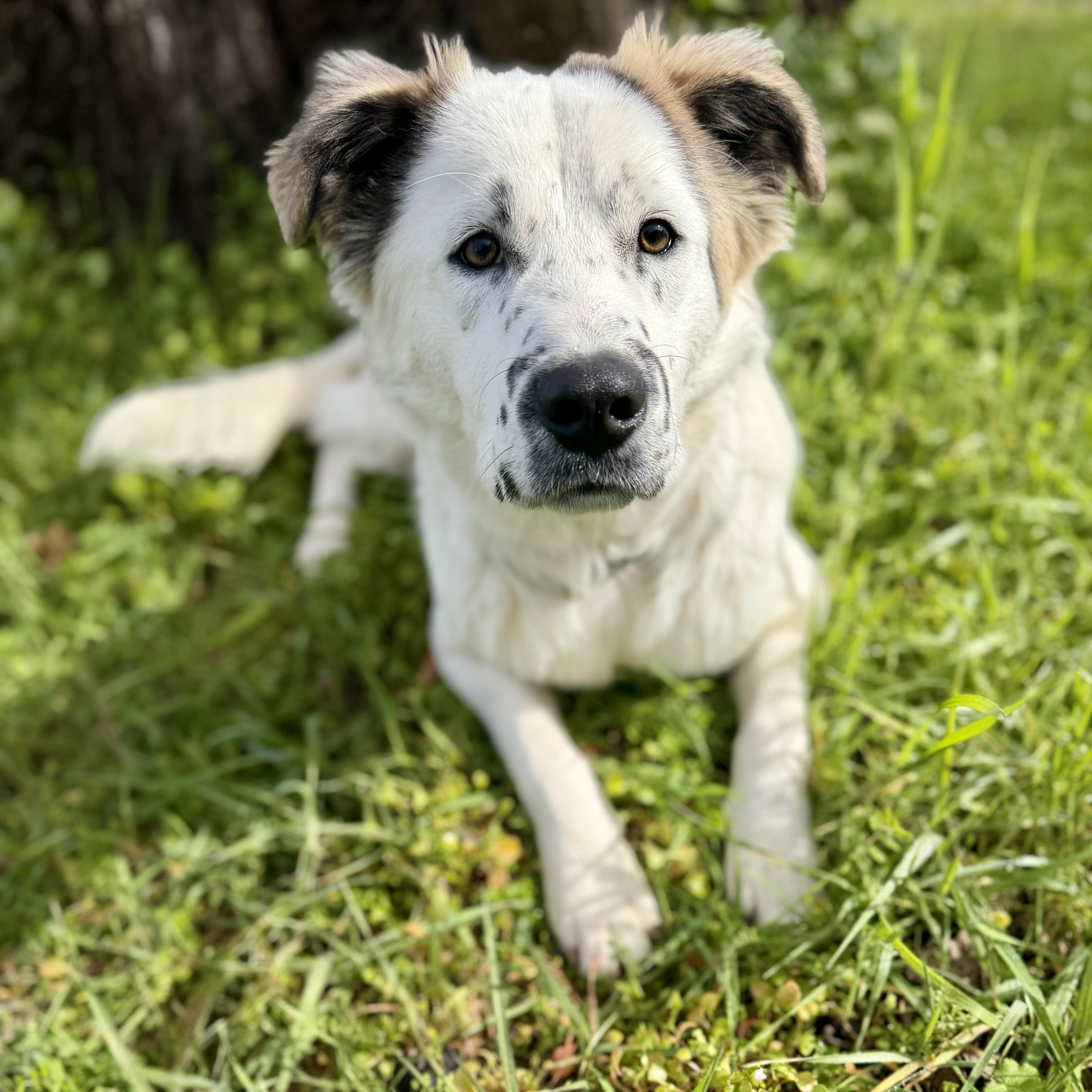 Panda — thumbnail 2