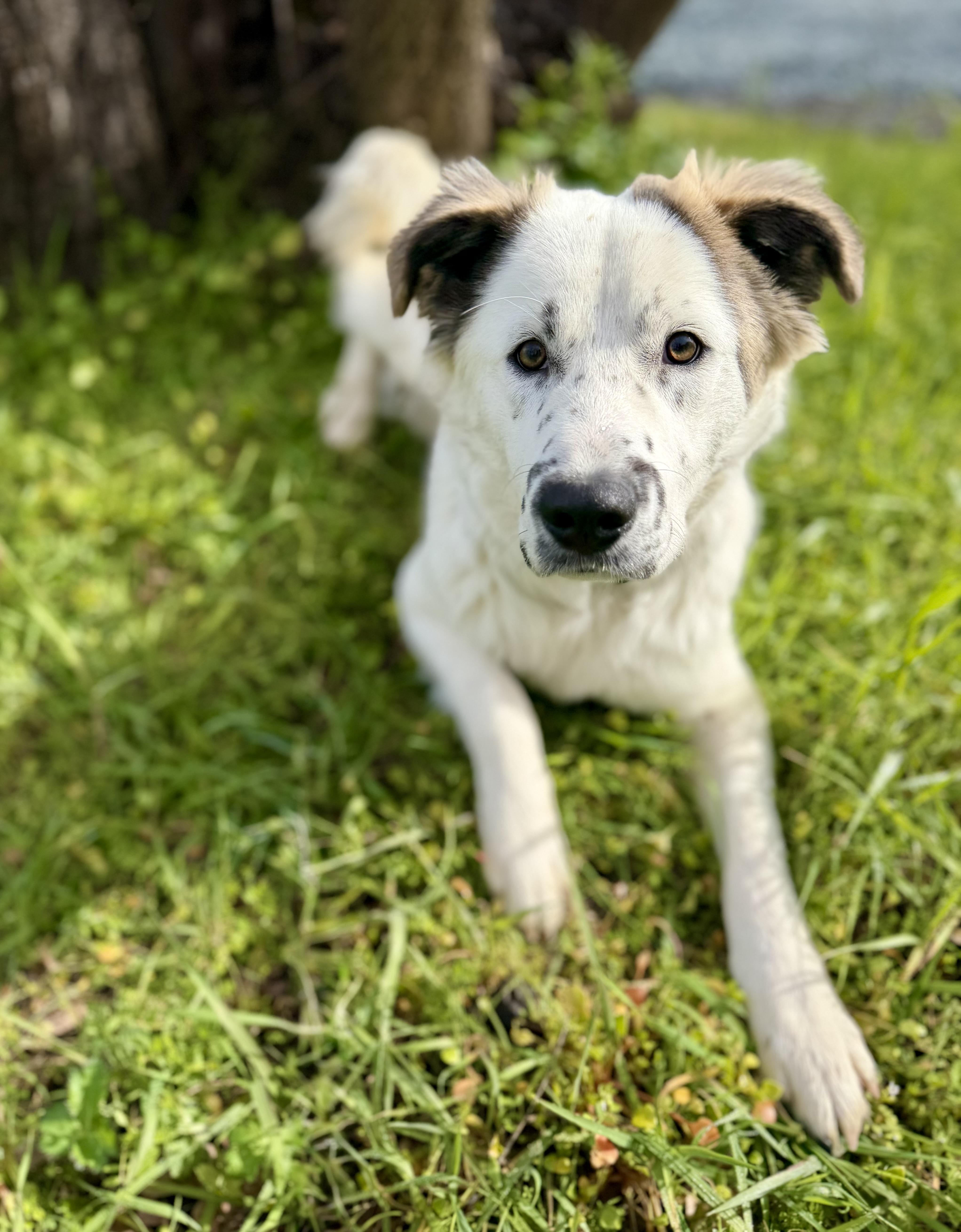 Panda — thumbnail 3