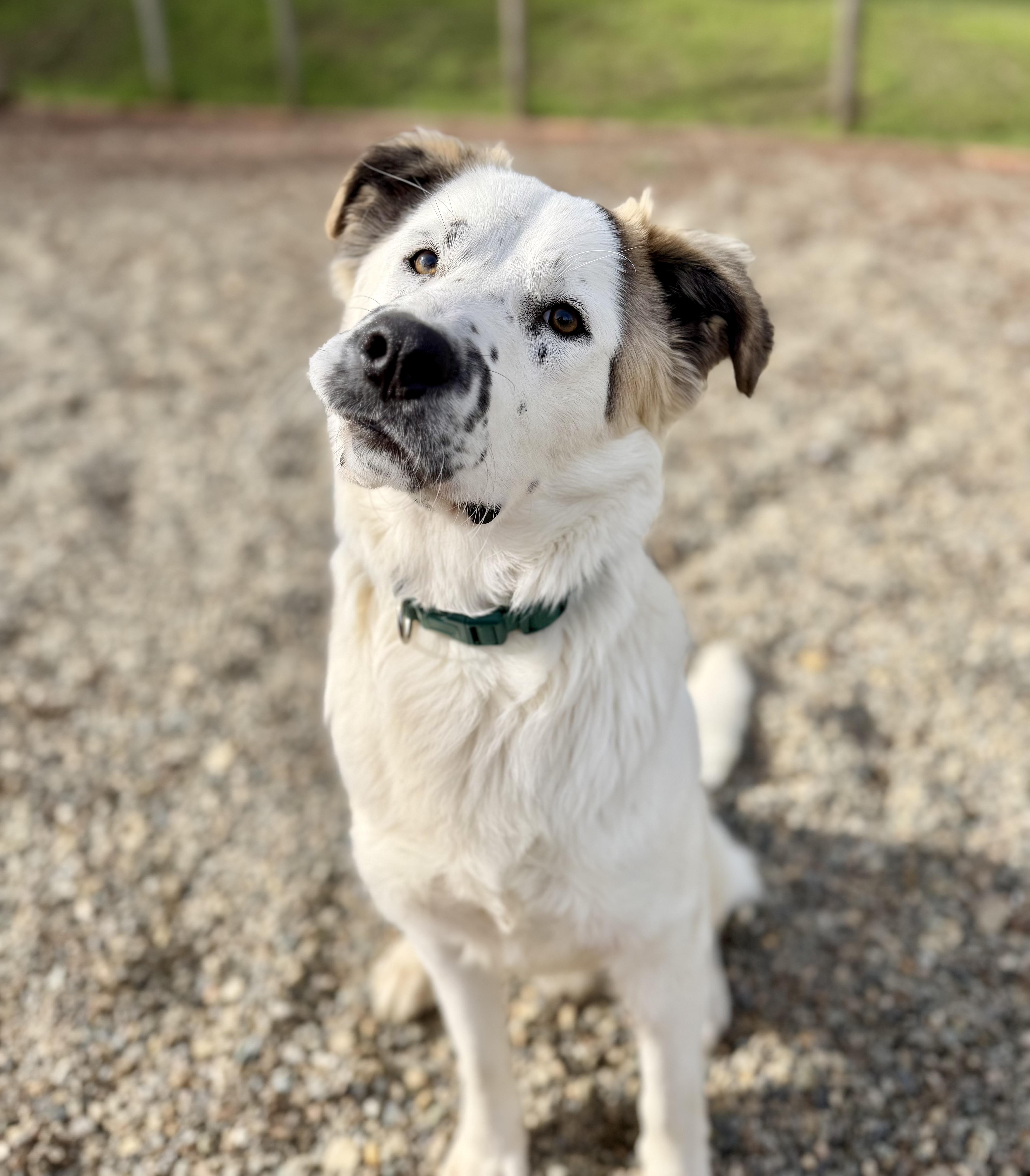 Panda — thumbnail 4