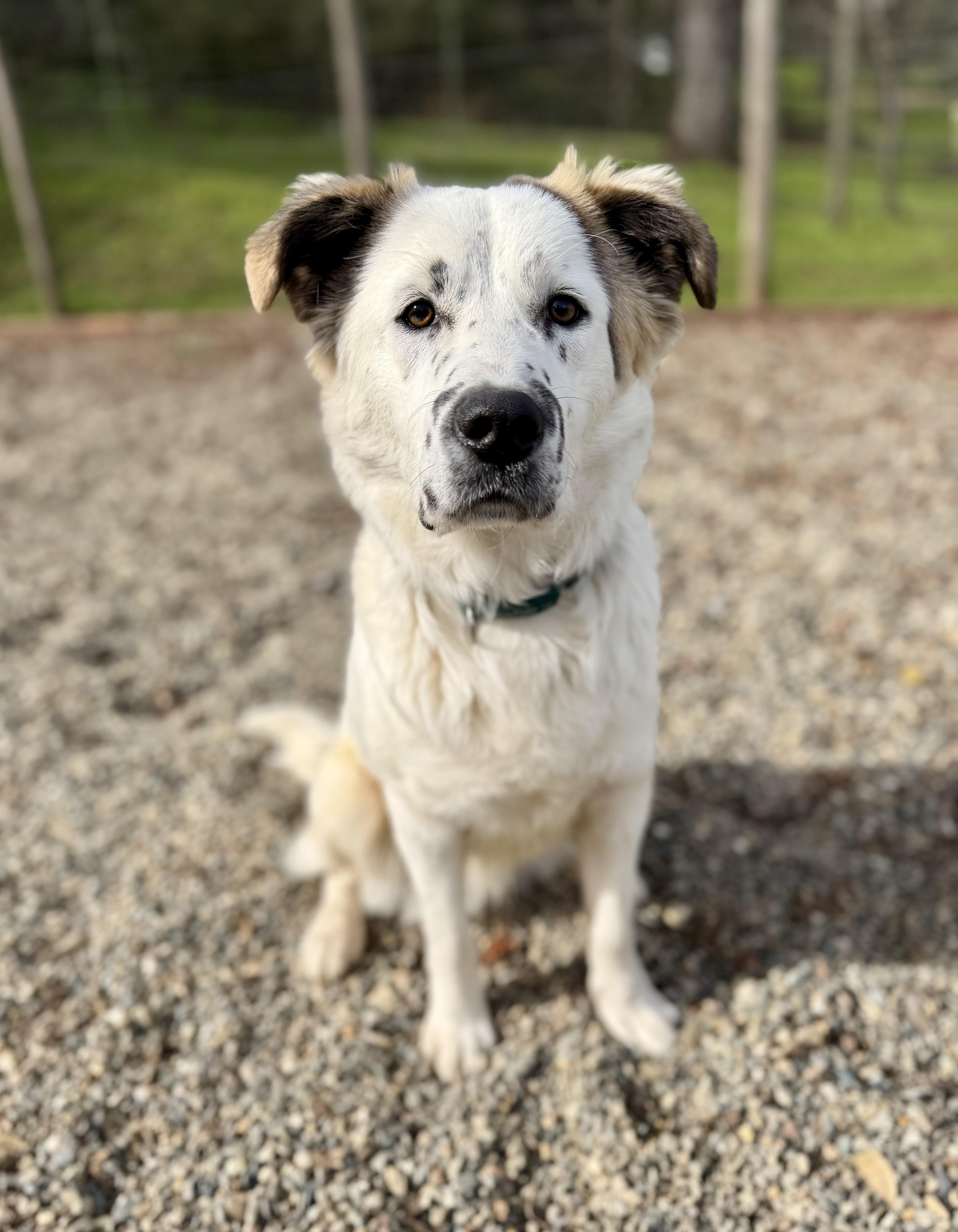 Panda — thumbnail 5