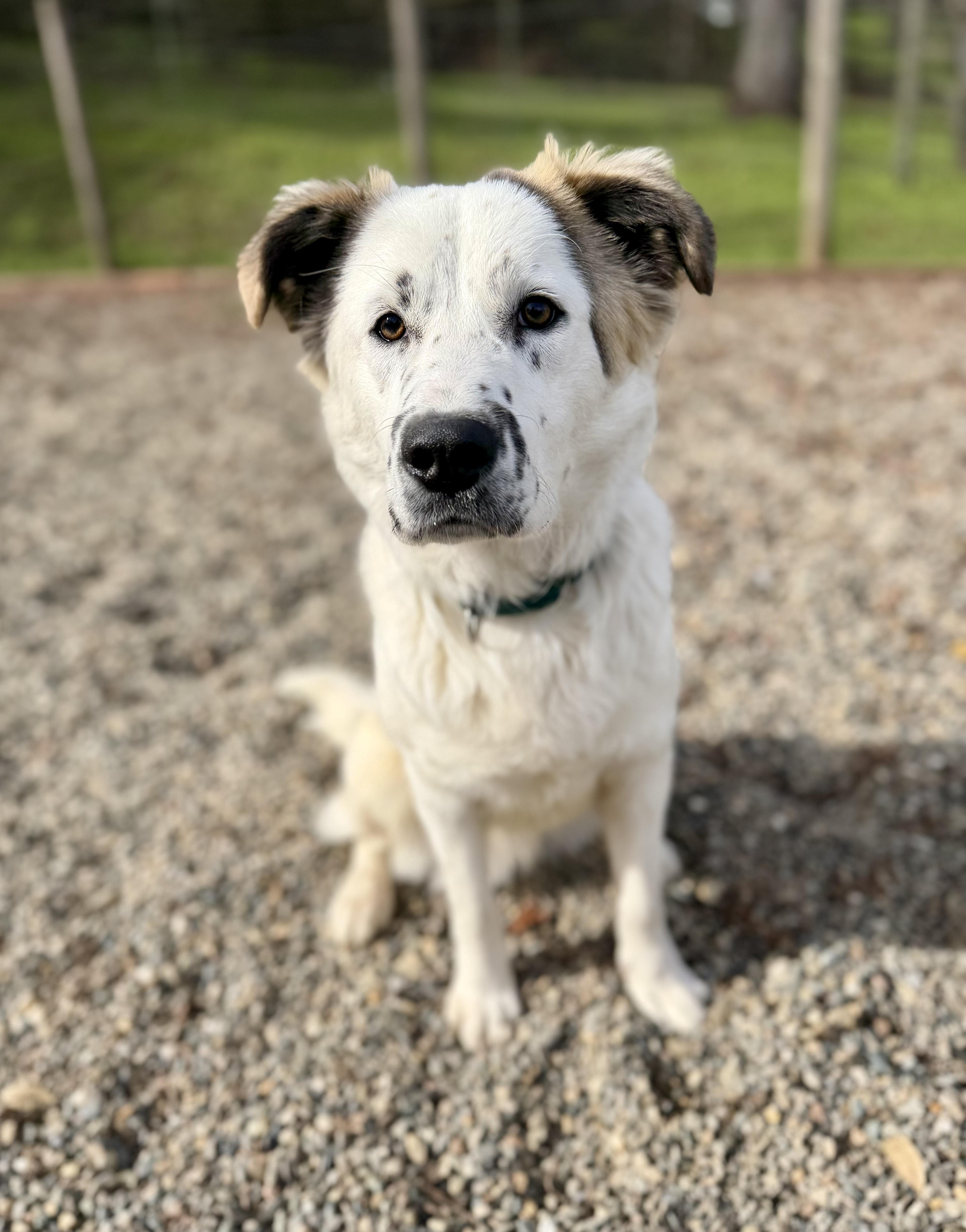 Panda — thumbnail 6