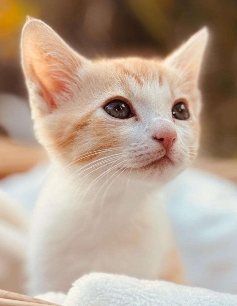 Enlarge O'Reilly, a Adoptable American Shorthair in HUNTINGTON BEACH, CA image 2/3