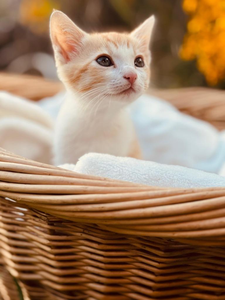 Enlarge O'Reilly, a Adoptable American Shorthair in HUNTINGTON BEACH, CA image 3/3