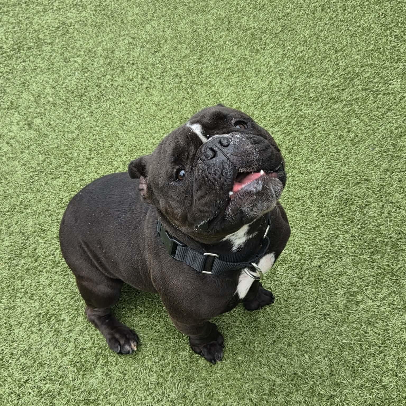 Franklin, adopted, Young Male American Bully.