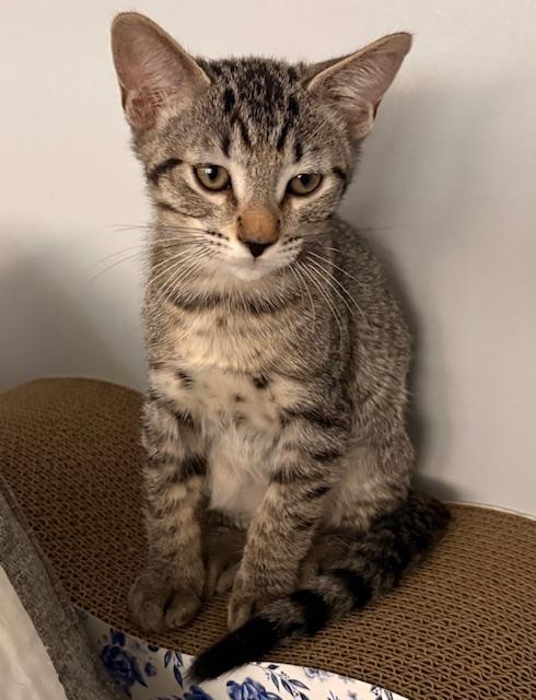Benji