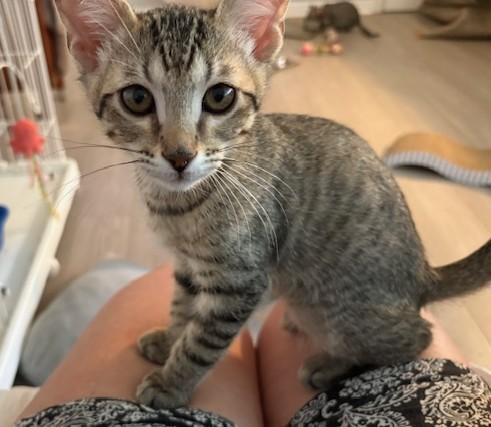 Benji