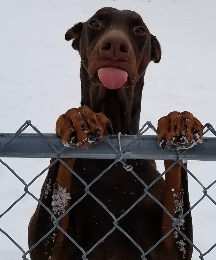 Dog for adoption Echo, a Doberman Pinscher in Zaleski, OH Petfinder