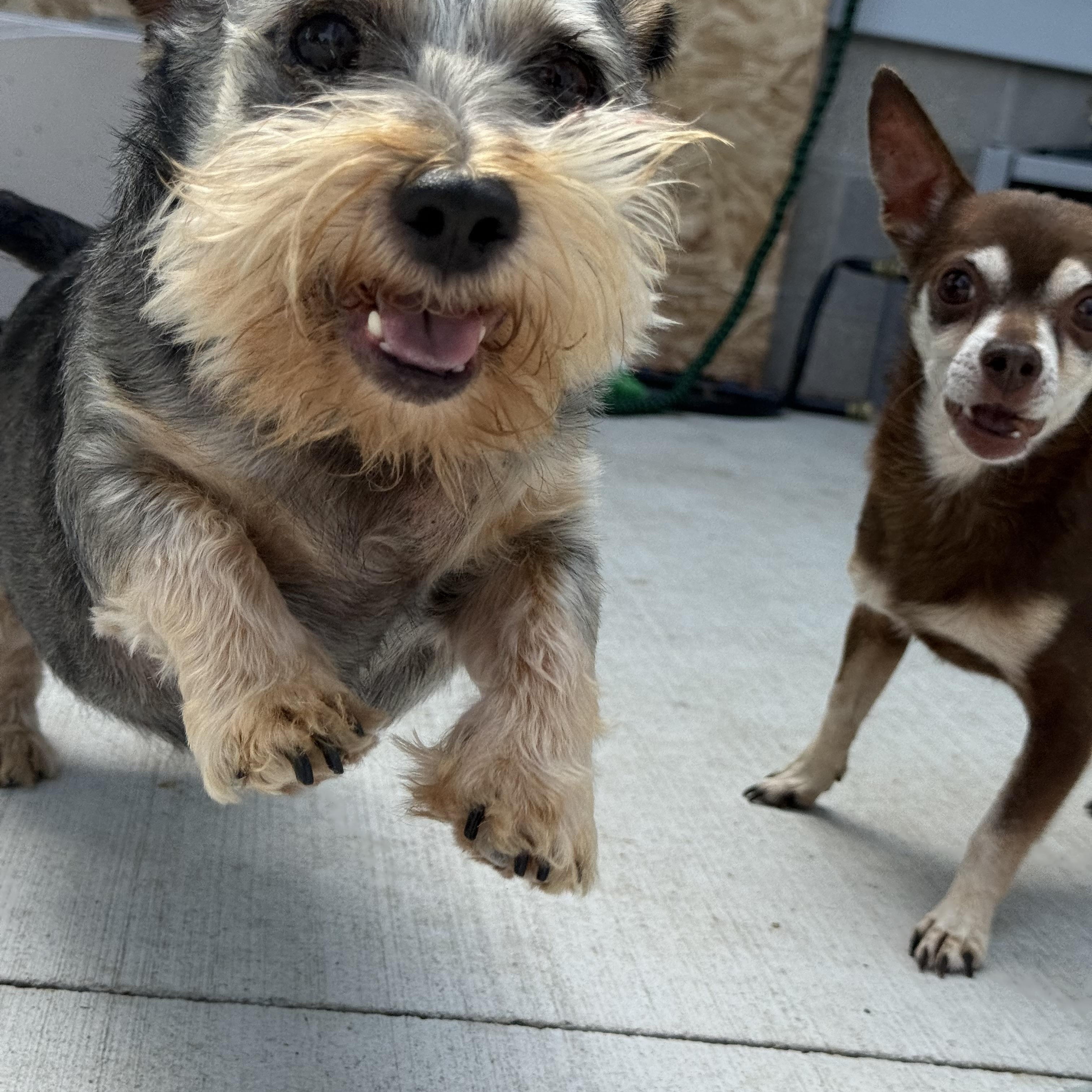 Enlarge Schnausage & Beans, bonded pair, a Adoptable Chihuahua in Hilton, NY image 1/6