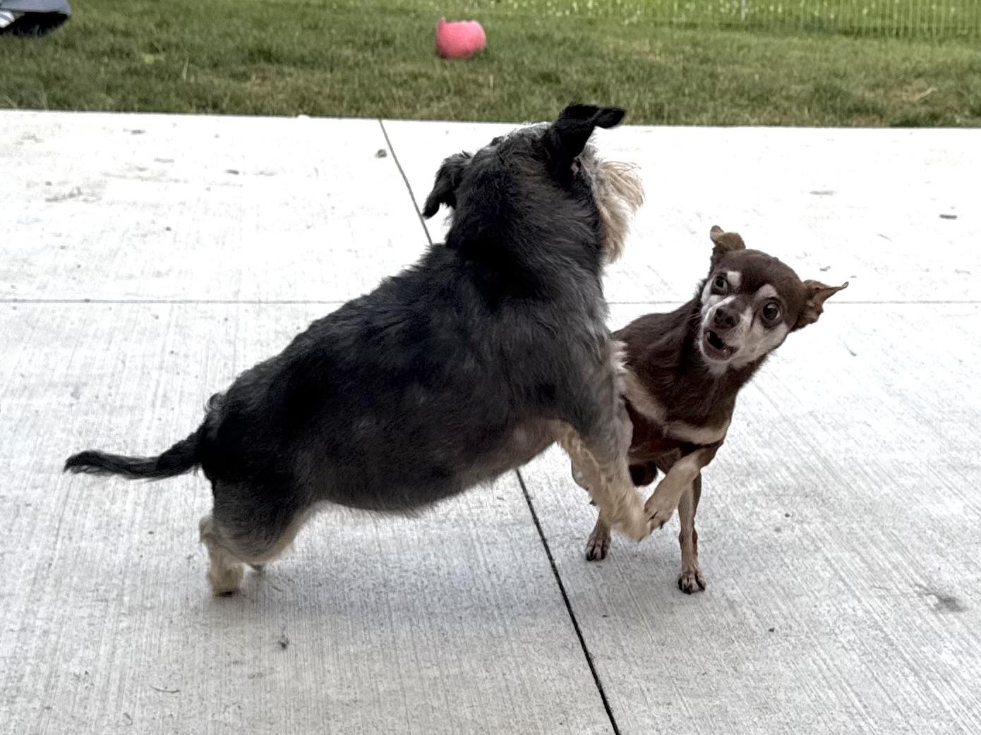 Enlarge Schnausage & Beans, bonded pair, a Adoptable Chihuahua in Hilton, NY image 2/6