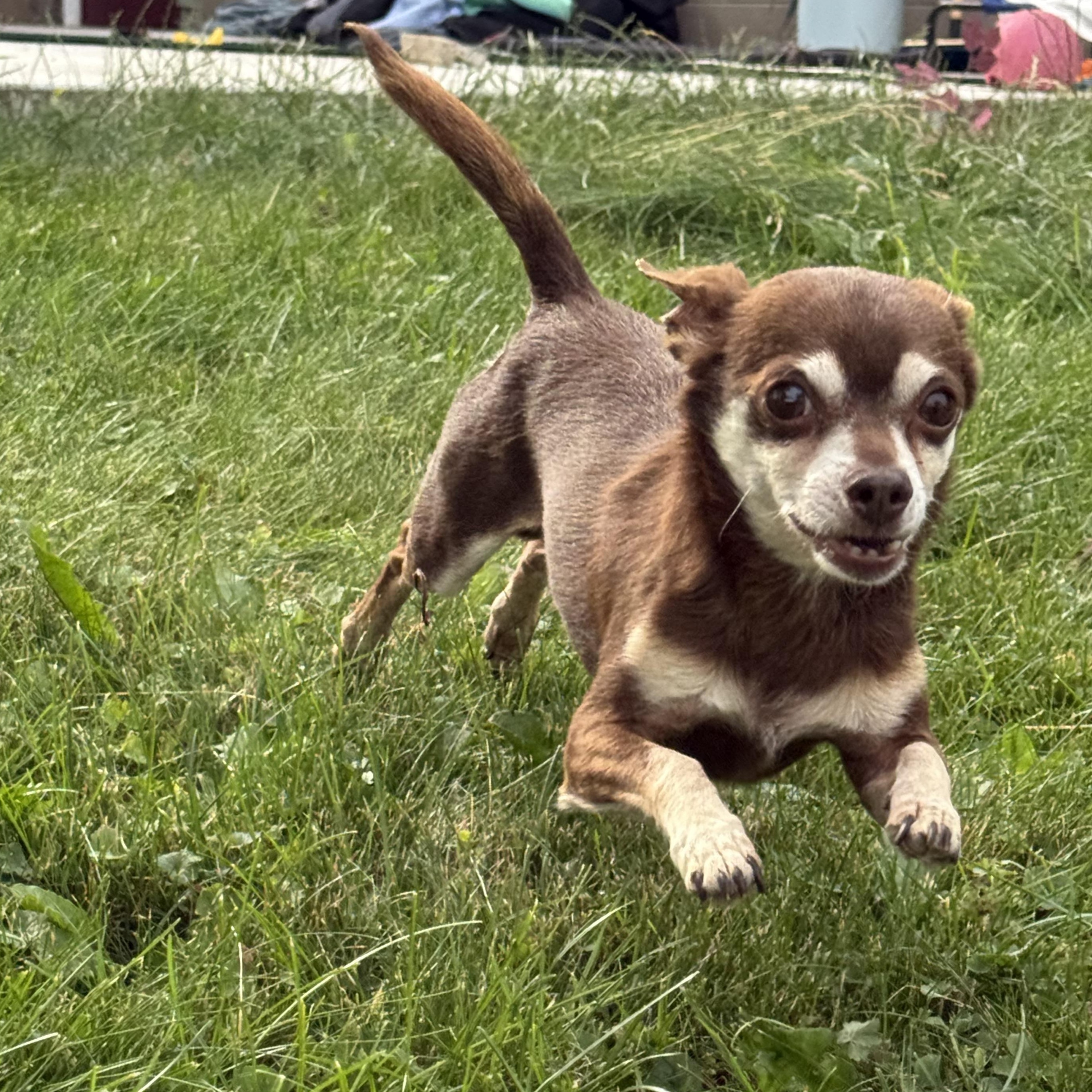 Enlarge Schnausage & Beans, bonded pair, a Adoptable Chihuahua in Hilton, NY image 4/6