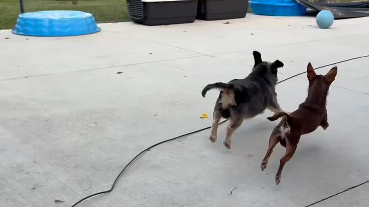 Enlarge Schnausage & Beans, bonded pair, a Adoptable Chihuahua in Hilton, NY video 6/6