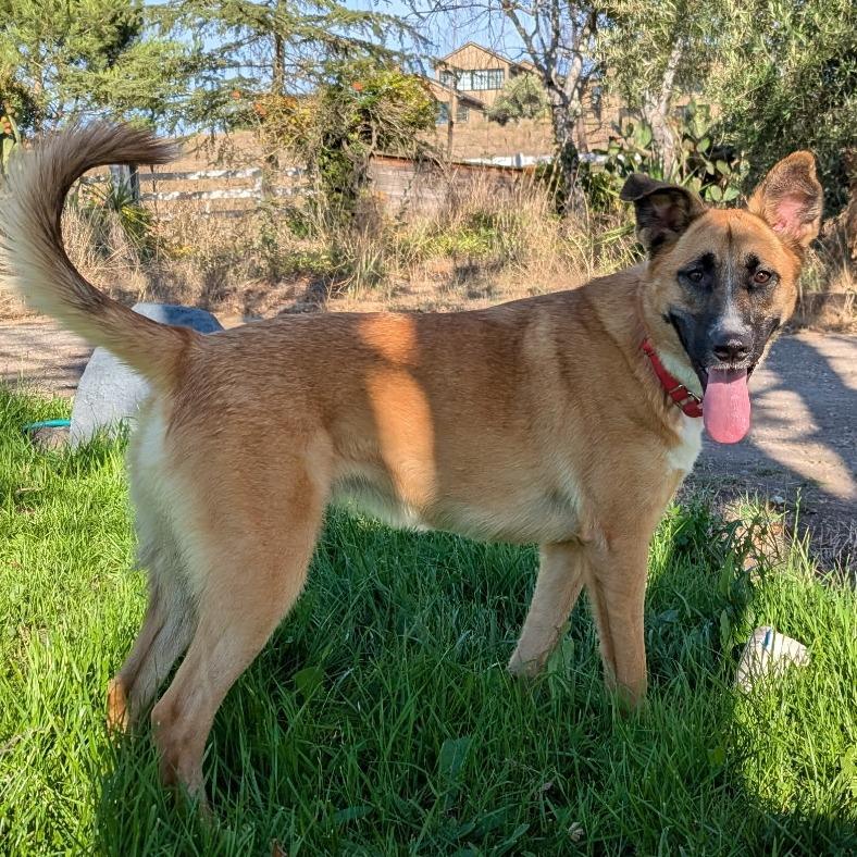Enlarge Stevie Nicks, a Adoptable Mixed Breed in Sonoma, CA image 1/5