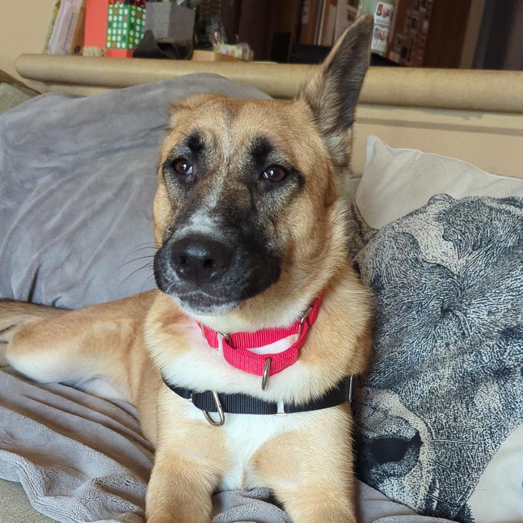 Enlarge Stevie Nicks, a Adoptable Mixed Breed in Sonoma, CA image 3/5