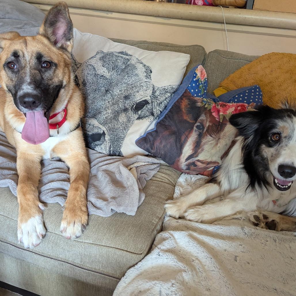 Enlarge Stevie Nicks, a Adoptable Mixed Breed in Sonoma, CA image 4/5