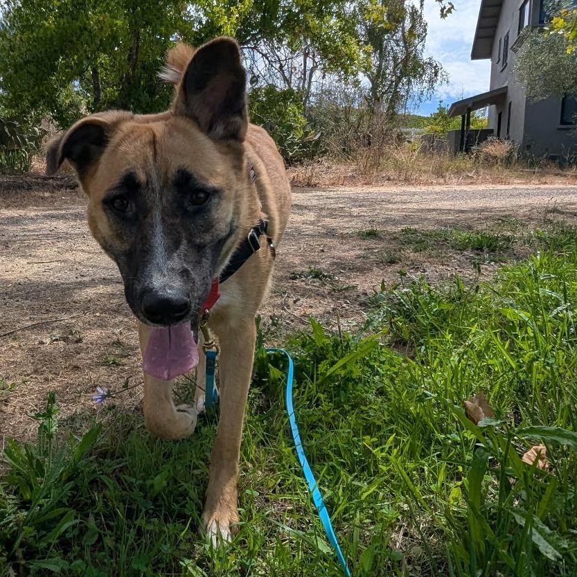 Enlarge Stevie Nicks, a Adoptable Mixed Breed in Sonoma, CA image 5/5