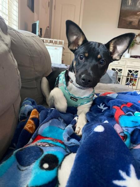 Harley, a ADOPTABLE mixed breed in Clayton, NC image 2/2