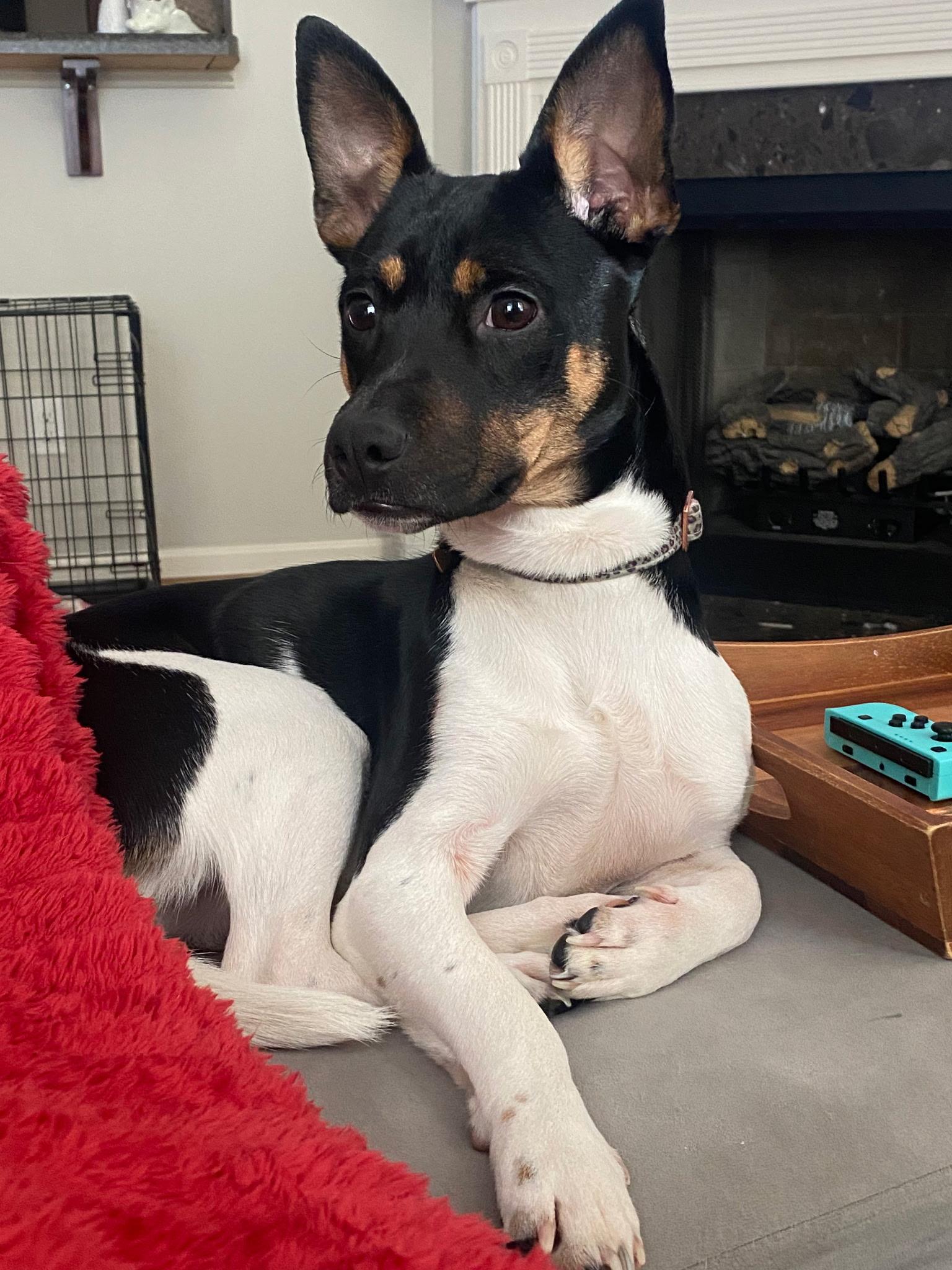 Harley, ADOPTABLE, Young Female Rat Terrier.