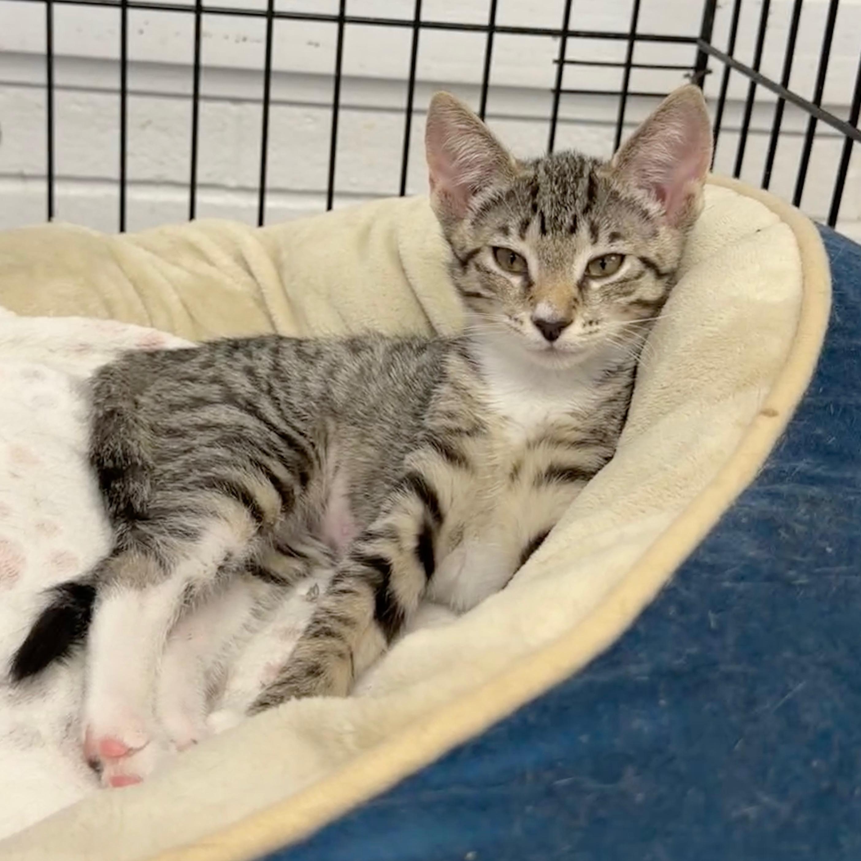Citrine, adopted, Kitten Female Domestic Short Hair.