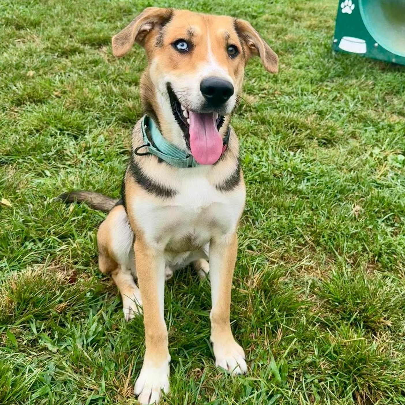 Enlarge Bourbon, a ADOPTABLE mixed breed in Burlington, CT image 1/5