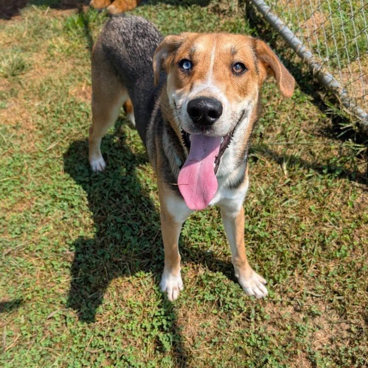 Enlarge Bourbon, a ADOPTABLE mixed breed in Burlington, CT image 3/5