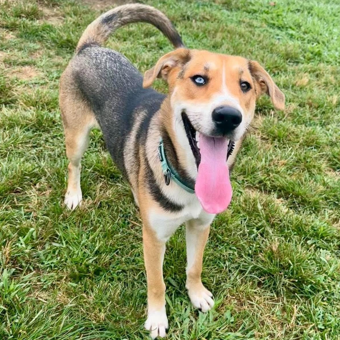 Enlarge Bourbon, a ADOPTABLE mixed breed in Burlington, CT image 2/5