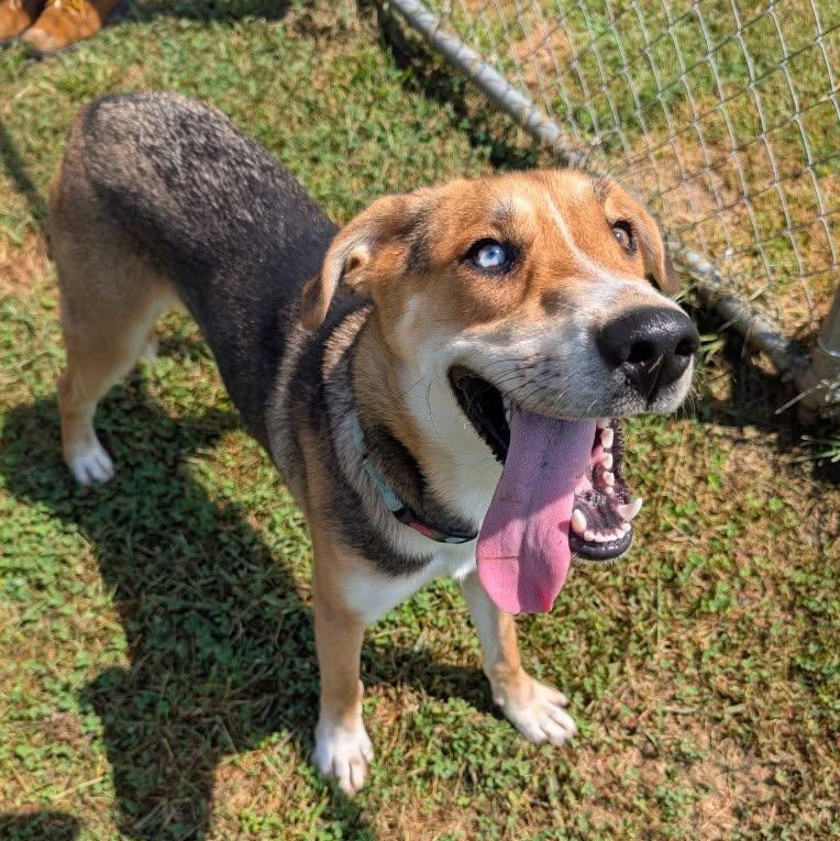 Enlarge Bourbon, a ADOPTABLE mixed breed in Burlington, CT image 4/5