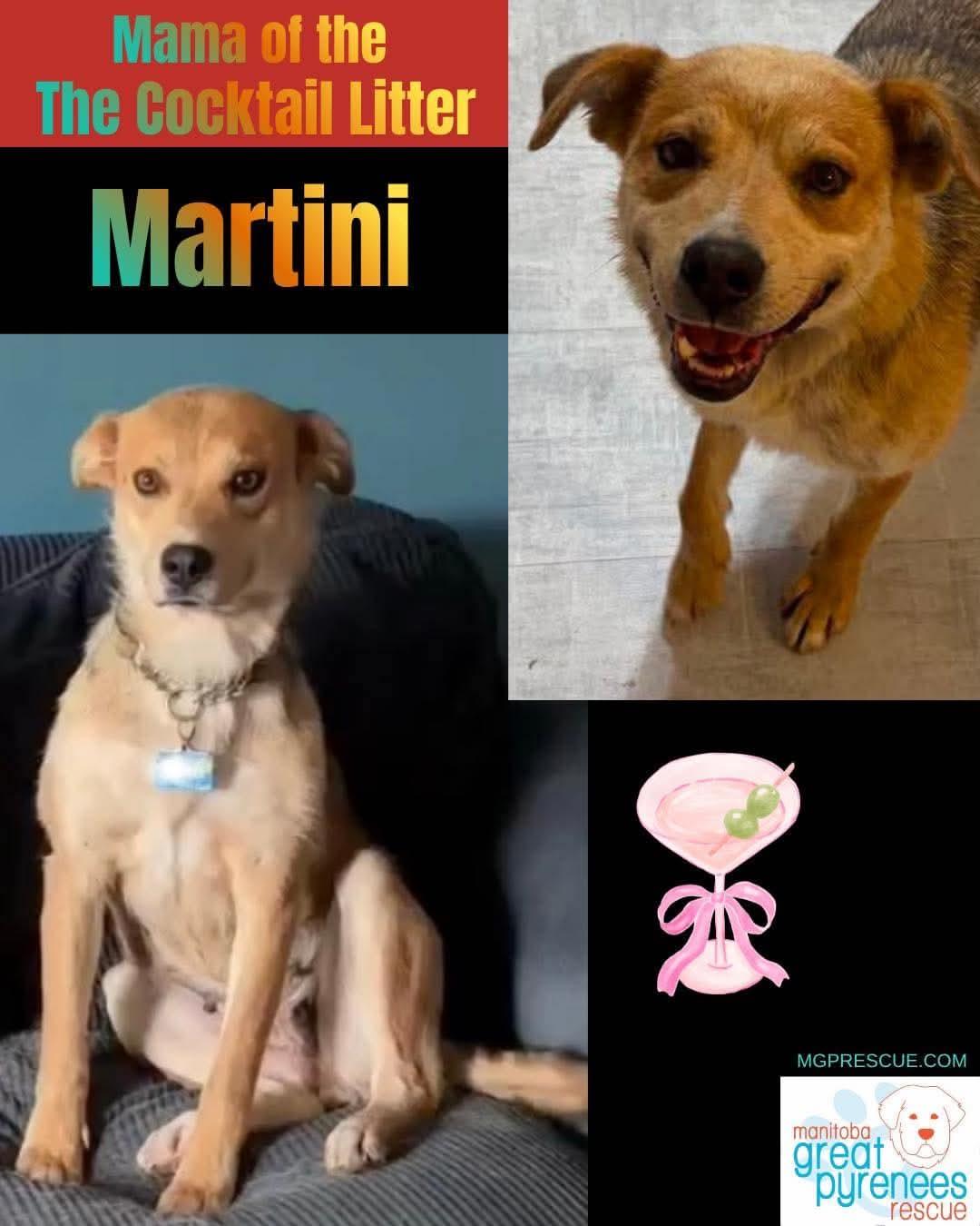 Martini, ADOPTABLE, Young Female Shepherd.
