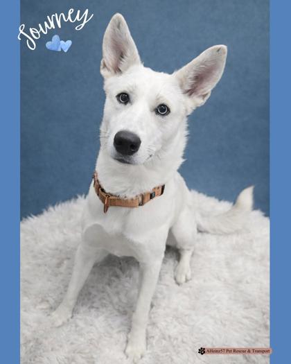 Journey, Adoptable, Adult Male Siberian Husky & Mixed Breed.