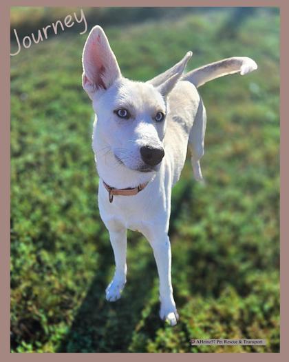 Enlarge Journey, a Adoptable mixed breed in De Soto, IA image 4/5